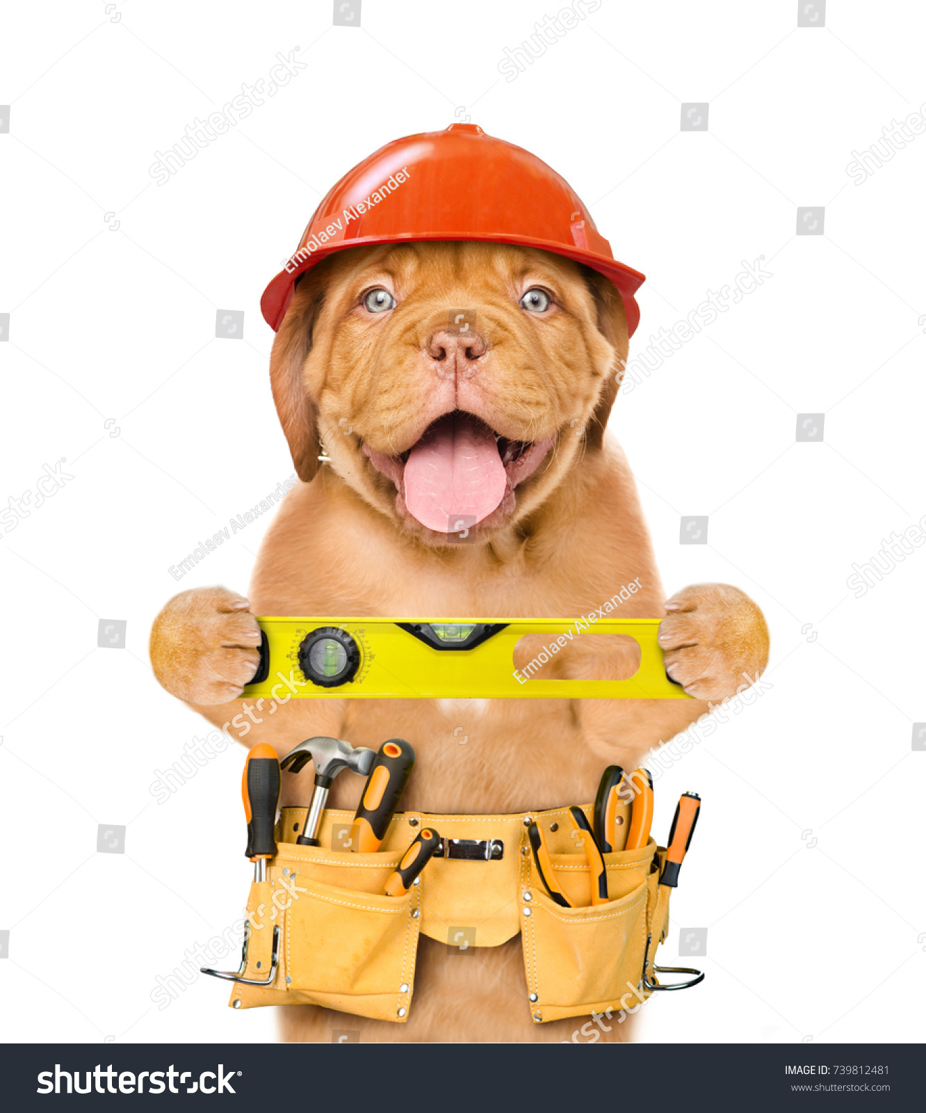 tool belts for dogs