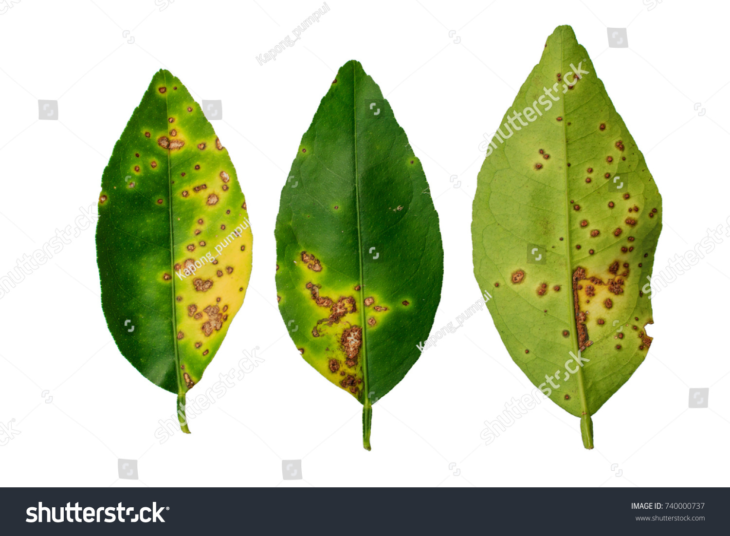 Lime Lemon Canker Disease Causes By Stock Photo 740000737 | Shutterstock