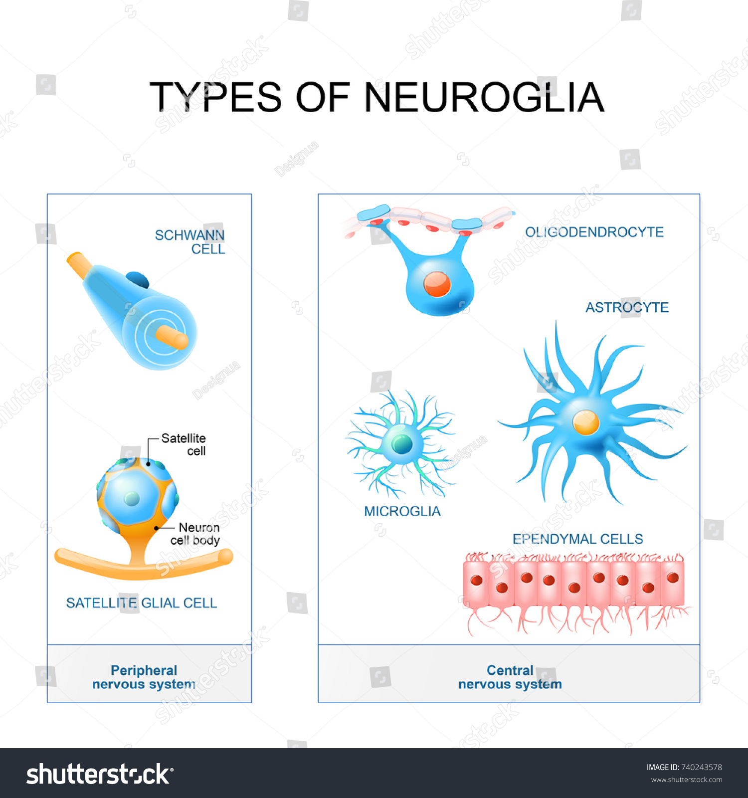 Types Neuroglia Structure Peripheral Nervous System Stock Vector ...