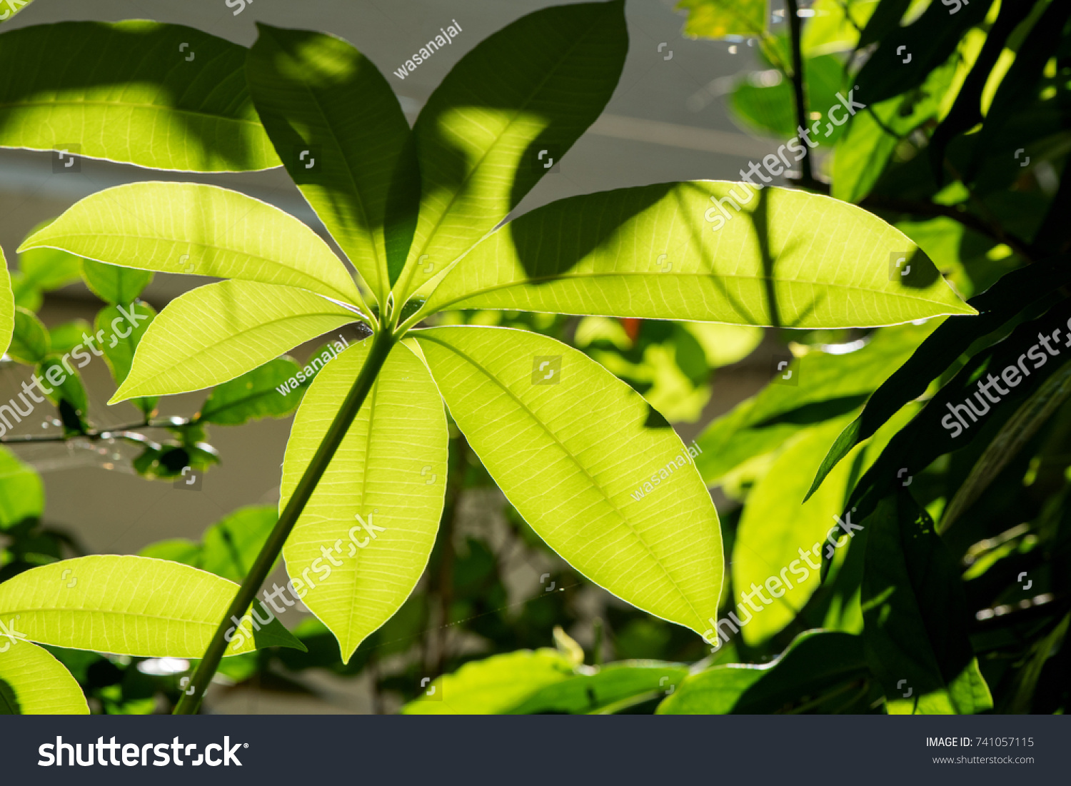 devil-tree-stock-photo-608496260-shutterstock