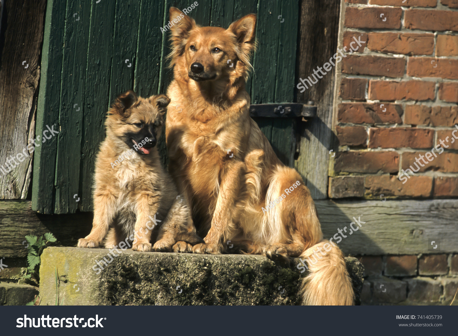 german shepherd mixed with fox