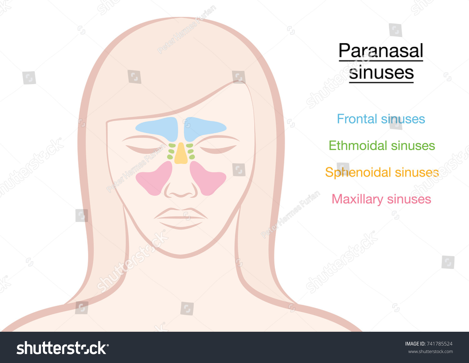 Paranasal Sinuses On Womans Face Different Stock Vector (Royalty Free ...