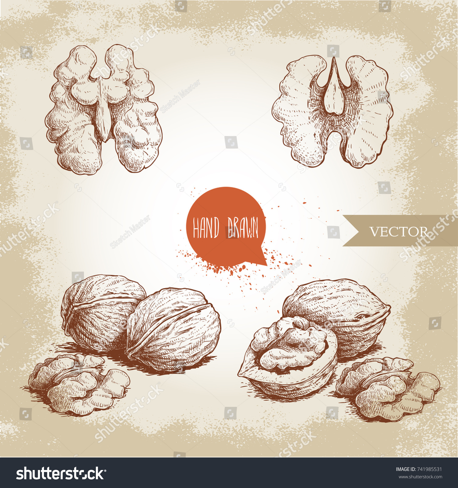 Hand Drawn Sketch Style Walnuts Set Stock Vector (Royalty Free ...