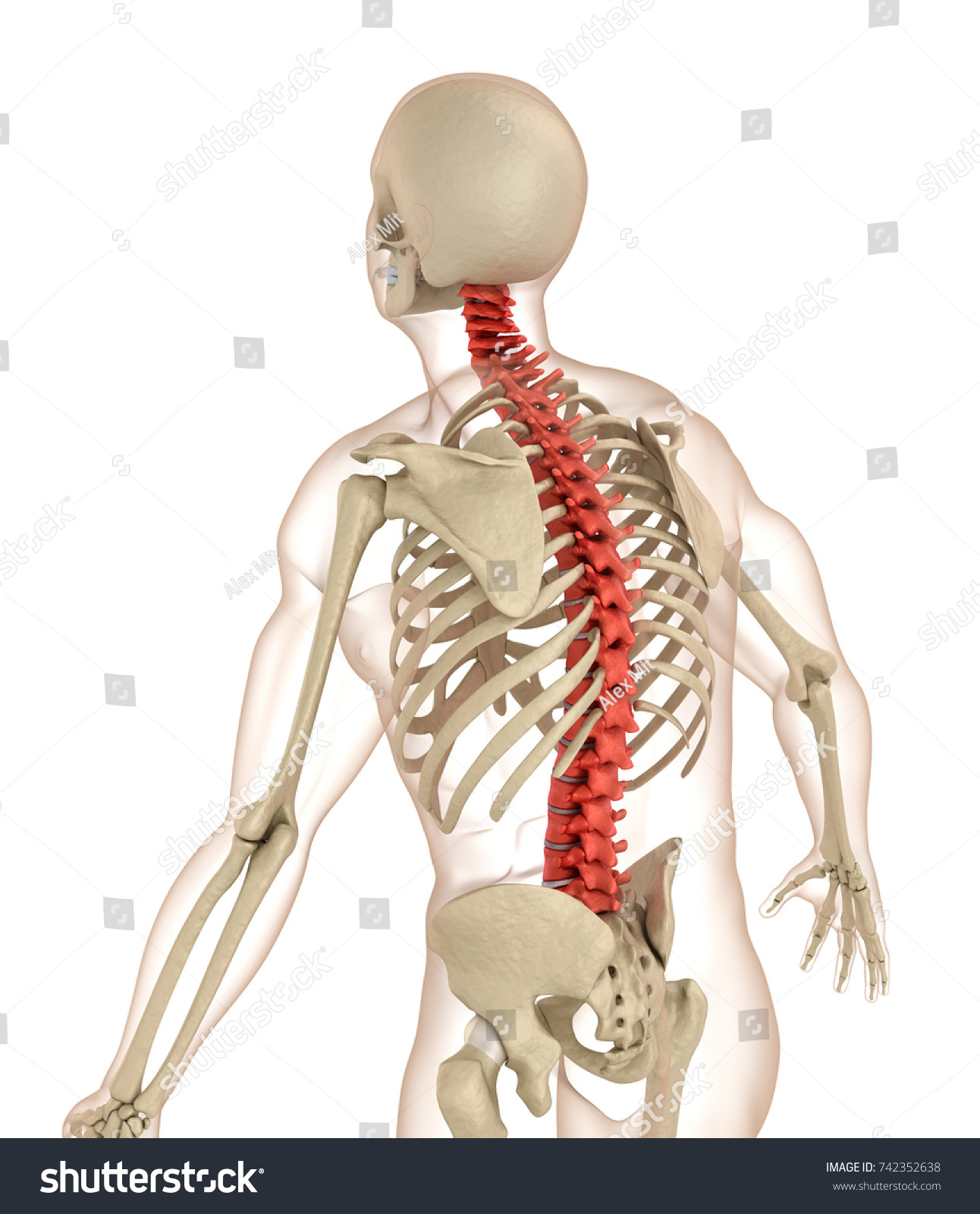 Spinal Anatomy Medically Accurate 3d Illustration Stock Illustration ...