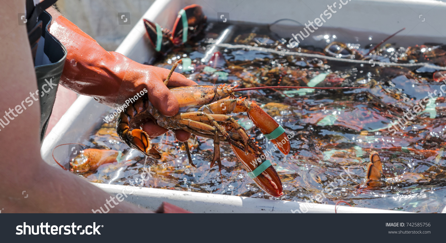 Lobster Fisherman Sorting His Live Lobsters Stock Photo 742585756 ...