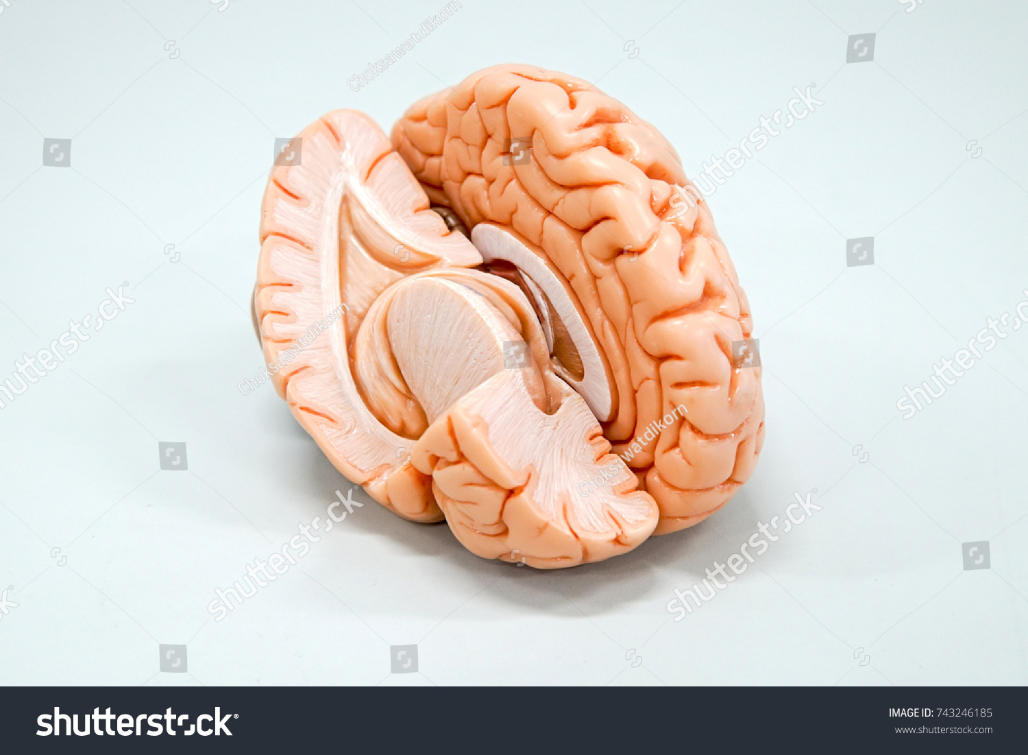 Human Brain Anatomy Model Education Stock Photo 743246185 Shutterstock Human Brain Anatomy Model Education Stock Photo 743246185 Shutterstock