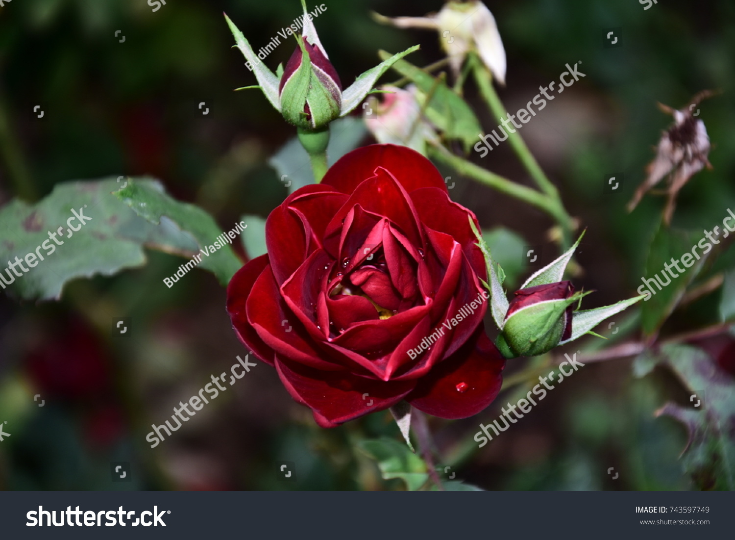 Rose My Garden V Stock Photo 743597749 | Shutterstock
