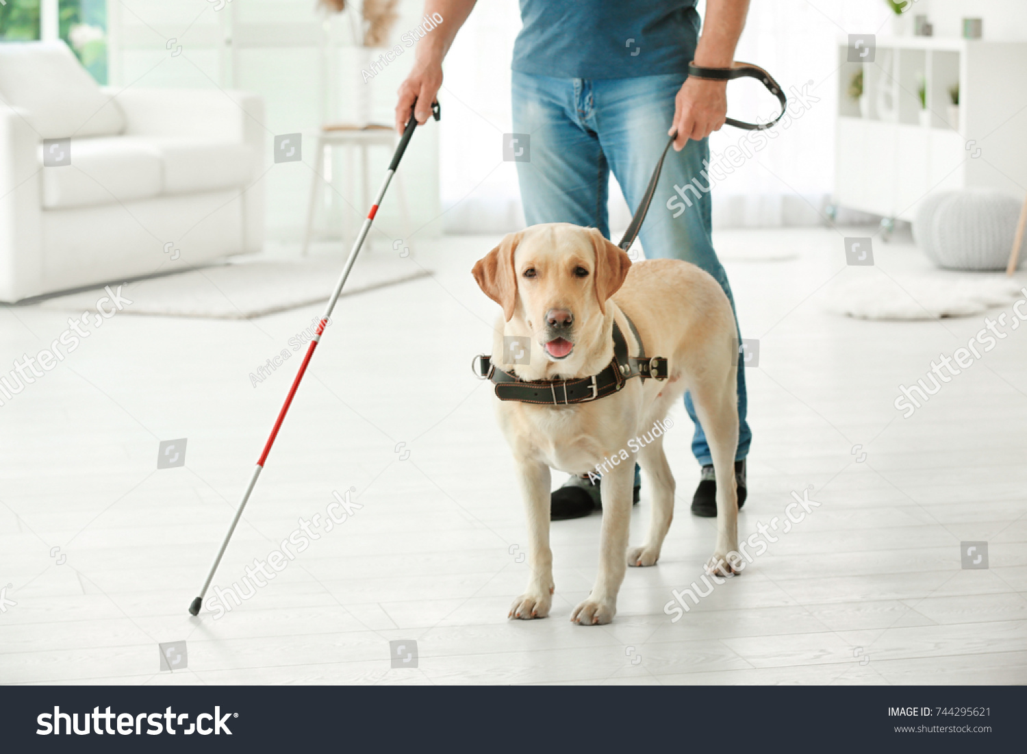 Blind Man Guide Dog Home Stock Photo 744295621 | Shutterstock