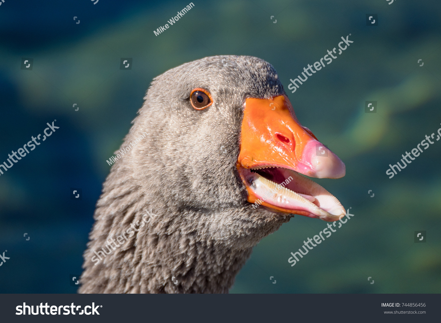 inside of a goose mouth