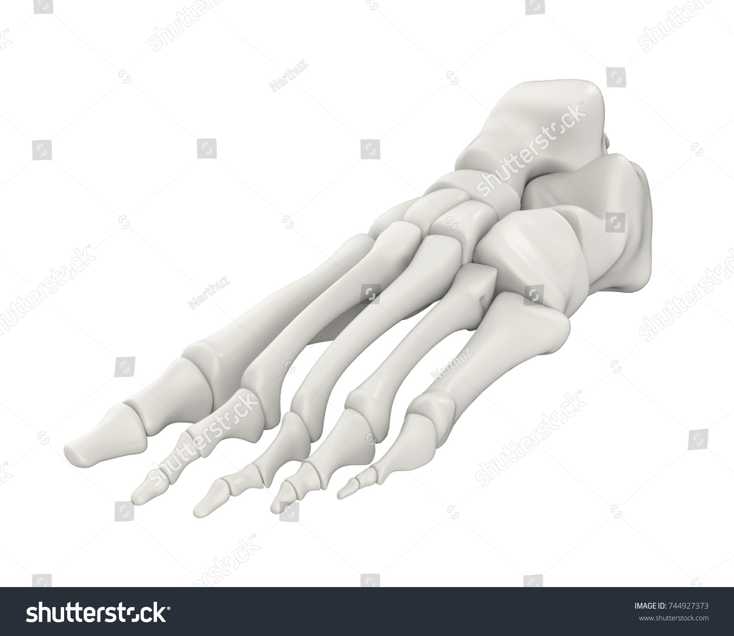 Foot Bones Anatomy Isolated 3d Rendering 스톡 일러스트 744927373 | Shutterstock