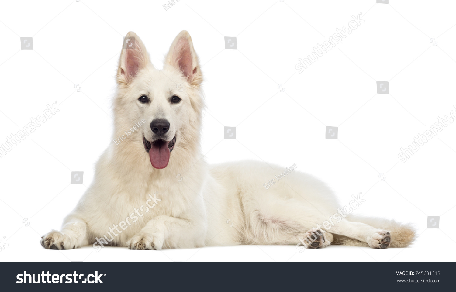 Swiss Shepherd Dog 5 Years Old Stock Photo 745681318 | Shutterstock