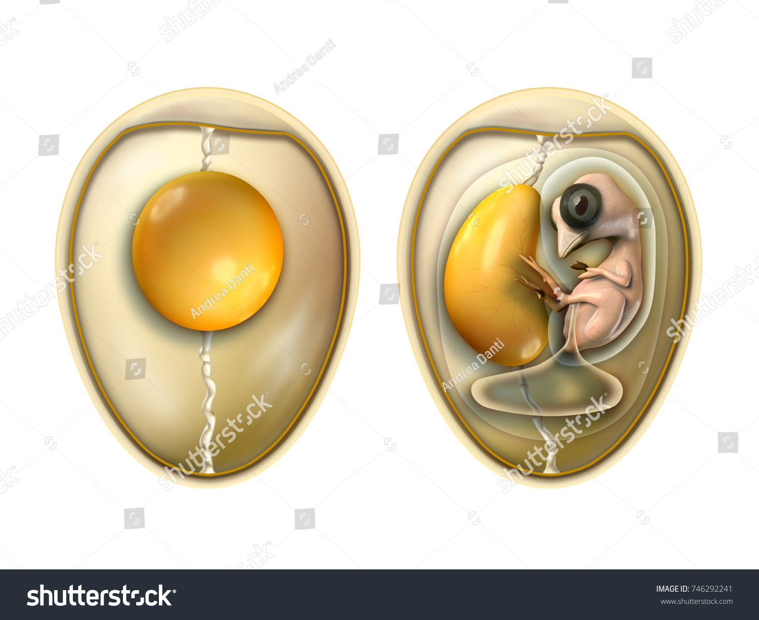 Birds Egg Parts Embryo Digital Illustration Stock Illustration 