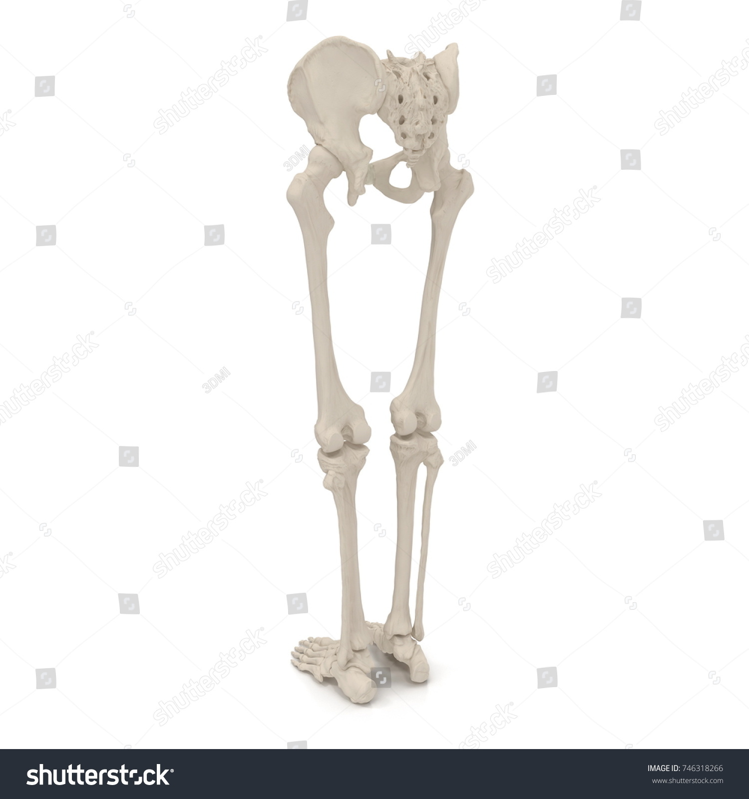 Male Lower Body Skeleton On White Stock Illustration 746318266 ...