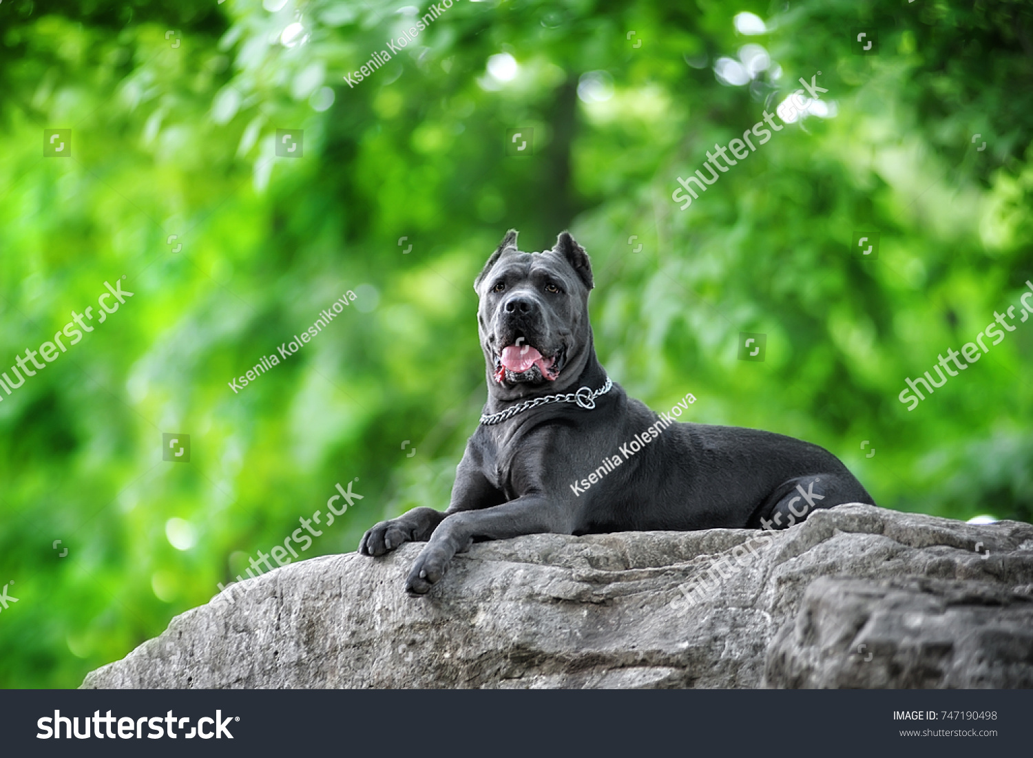 cane corso blue color