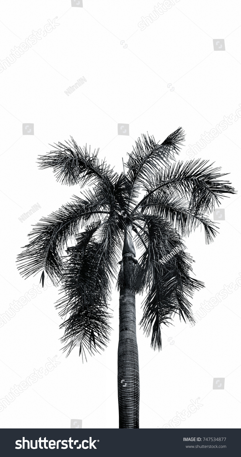 Palm Leaves Isolated On White Background Stock Photo 747534877 ...