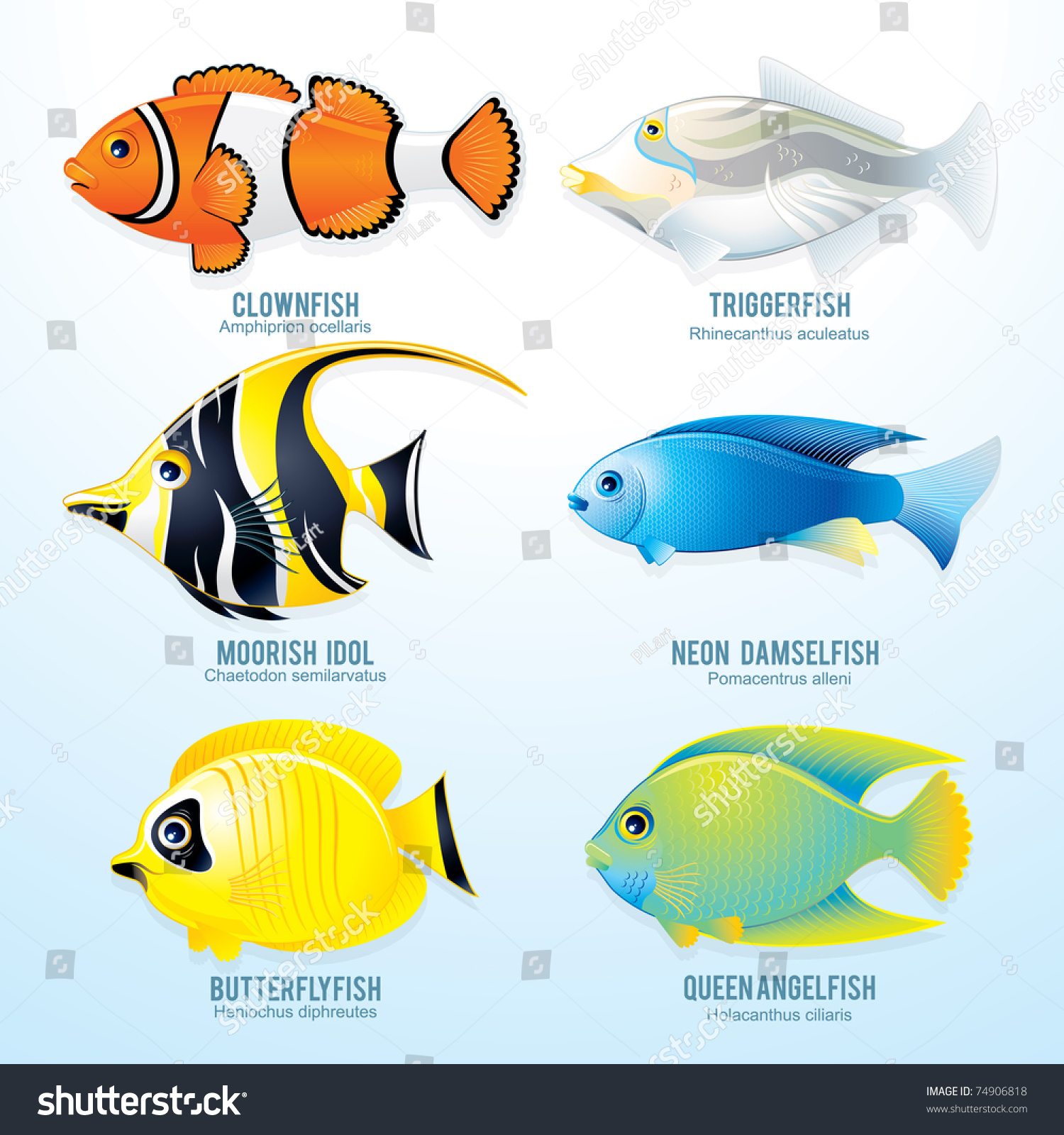 картинки рыбок с названиями