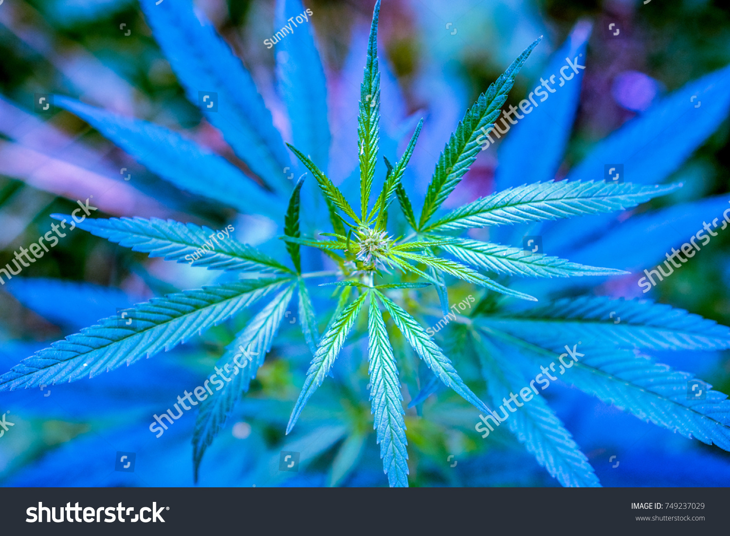 Club Blue Light On Wild High Stock Photo 749237029 | Shutterstock