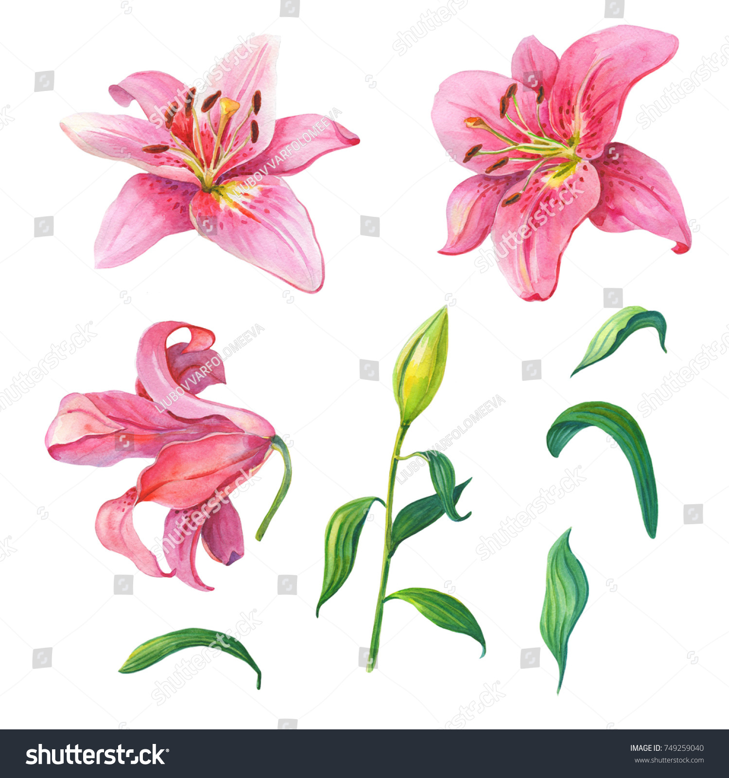 Pink Liliesfloral Setwatercolor Flowers On White Stock Illustration ...