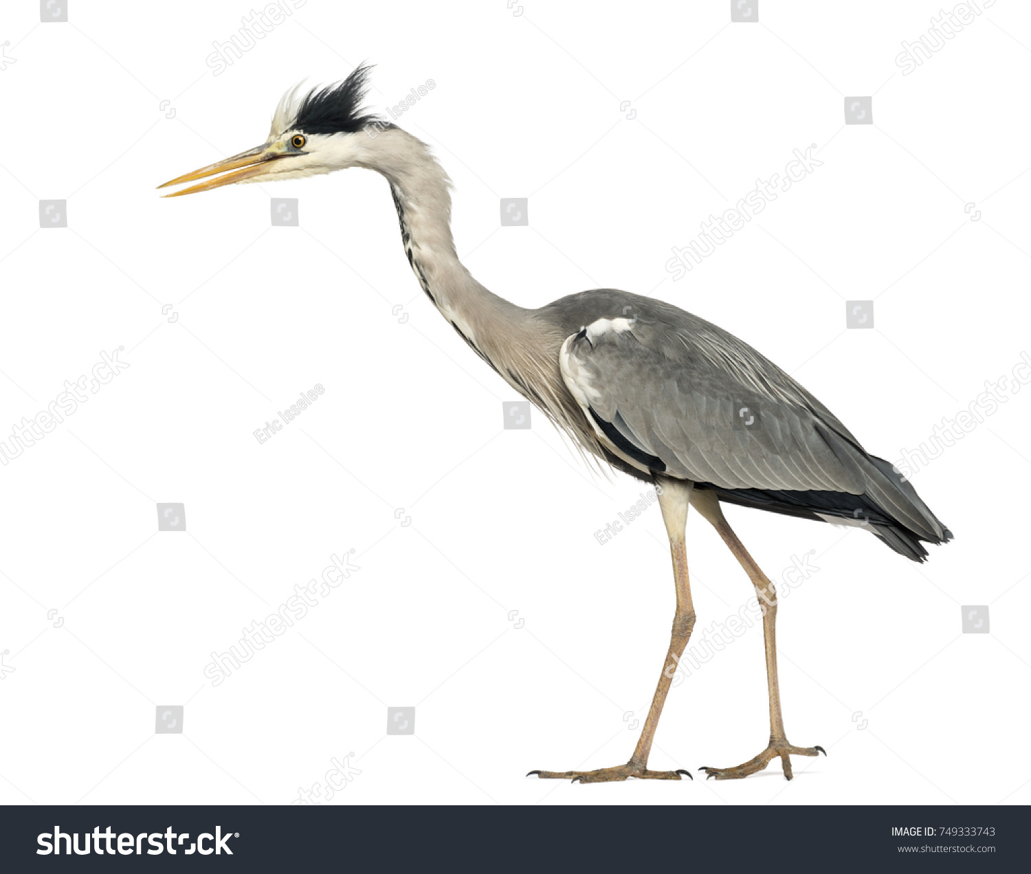 Side View Grey Heron Walking Curious Stock Photo 749333743 