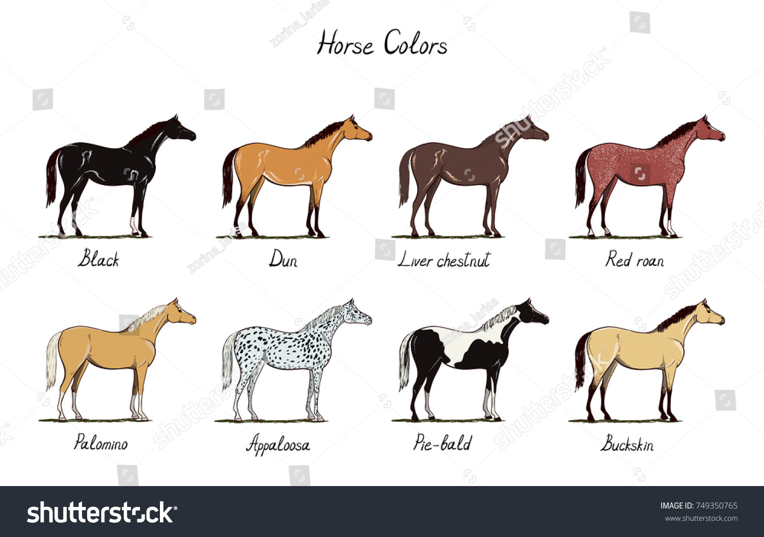 Horse Color Chart Set Equine Coat: стоковая векторная графика (без лицензио...