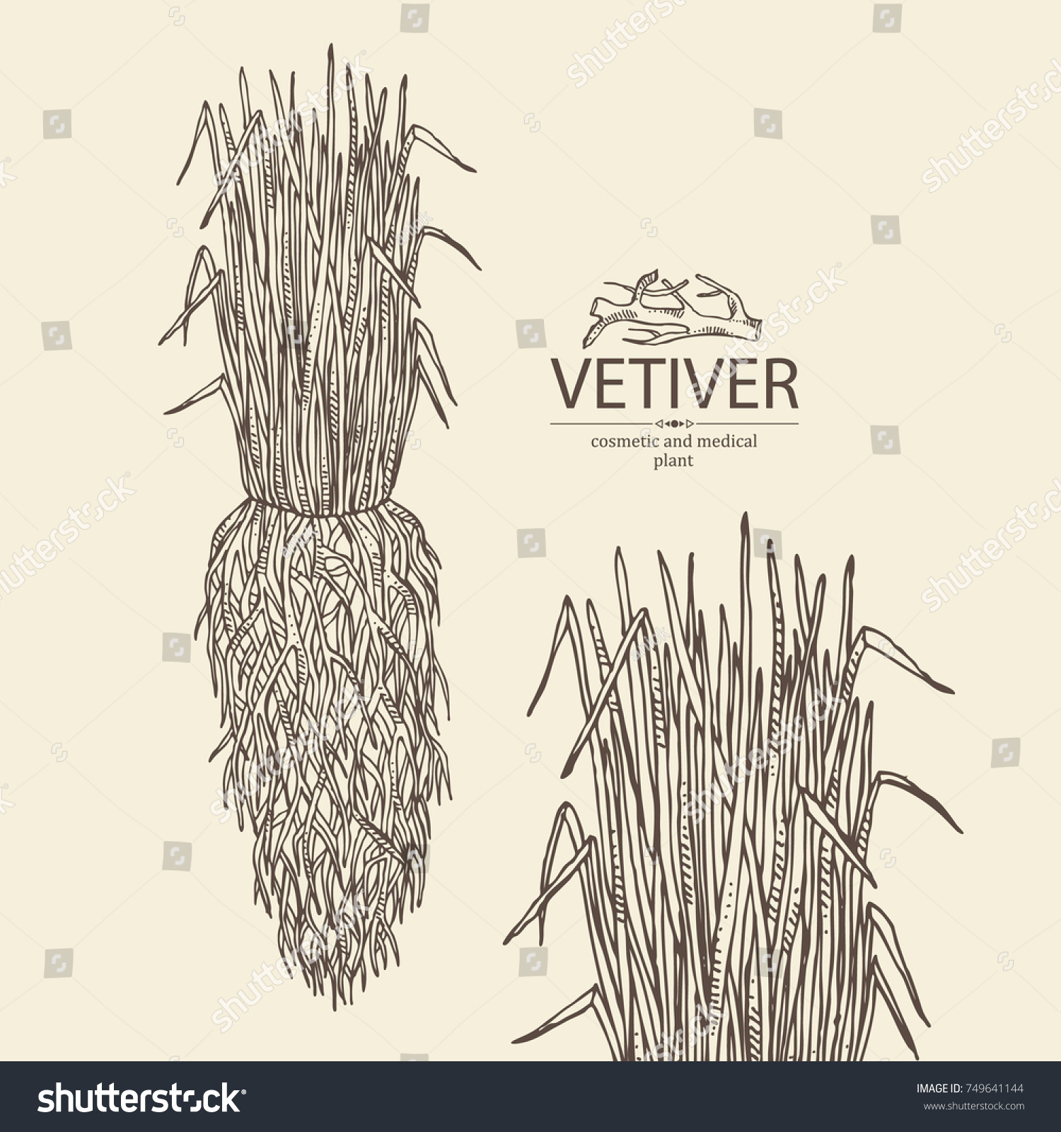 Background Vetiver Root Plant Vetiver Perfumery Stock Vector (Royalty