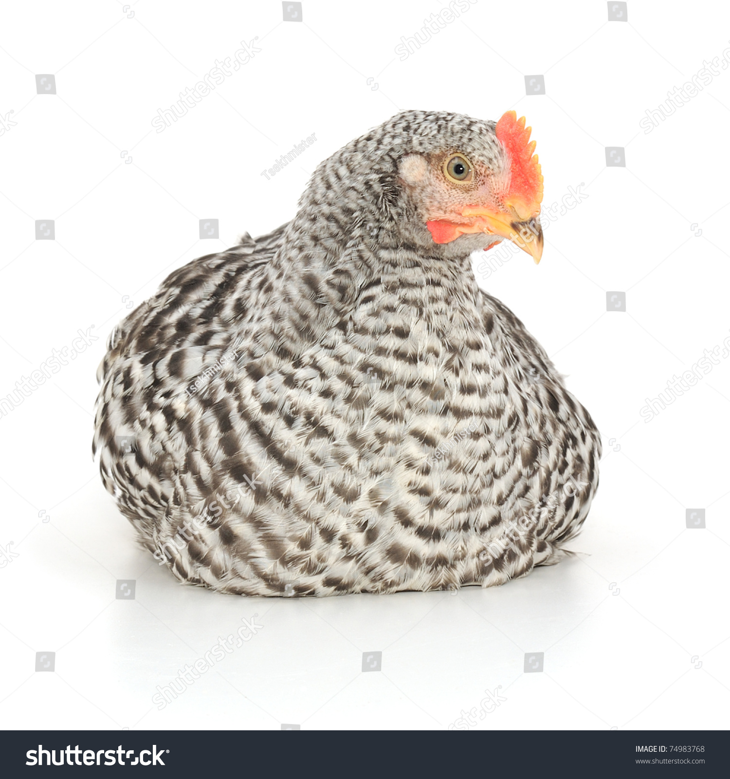 Grey Hen Isolated On White Studio Stock Photo 74983768 Shutterstock   Stock Photo Grey Hen Isolated On White Studio Shot 74983768 