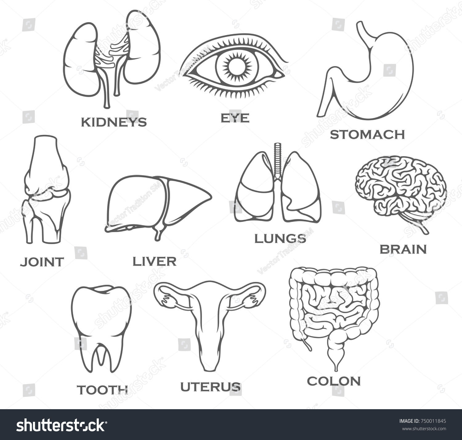 Human Organs Set Body Parts Isolated 库存矢量图（免版税）750011845 Shutterstock