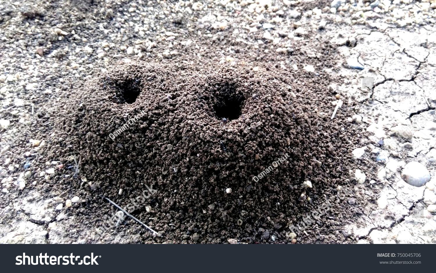 Anthill Ants Home Inside Soil Nature Stock Photo 750045706 | Shutterstock