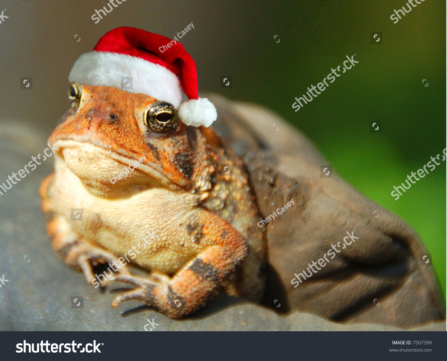 frogs with santa hats