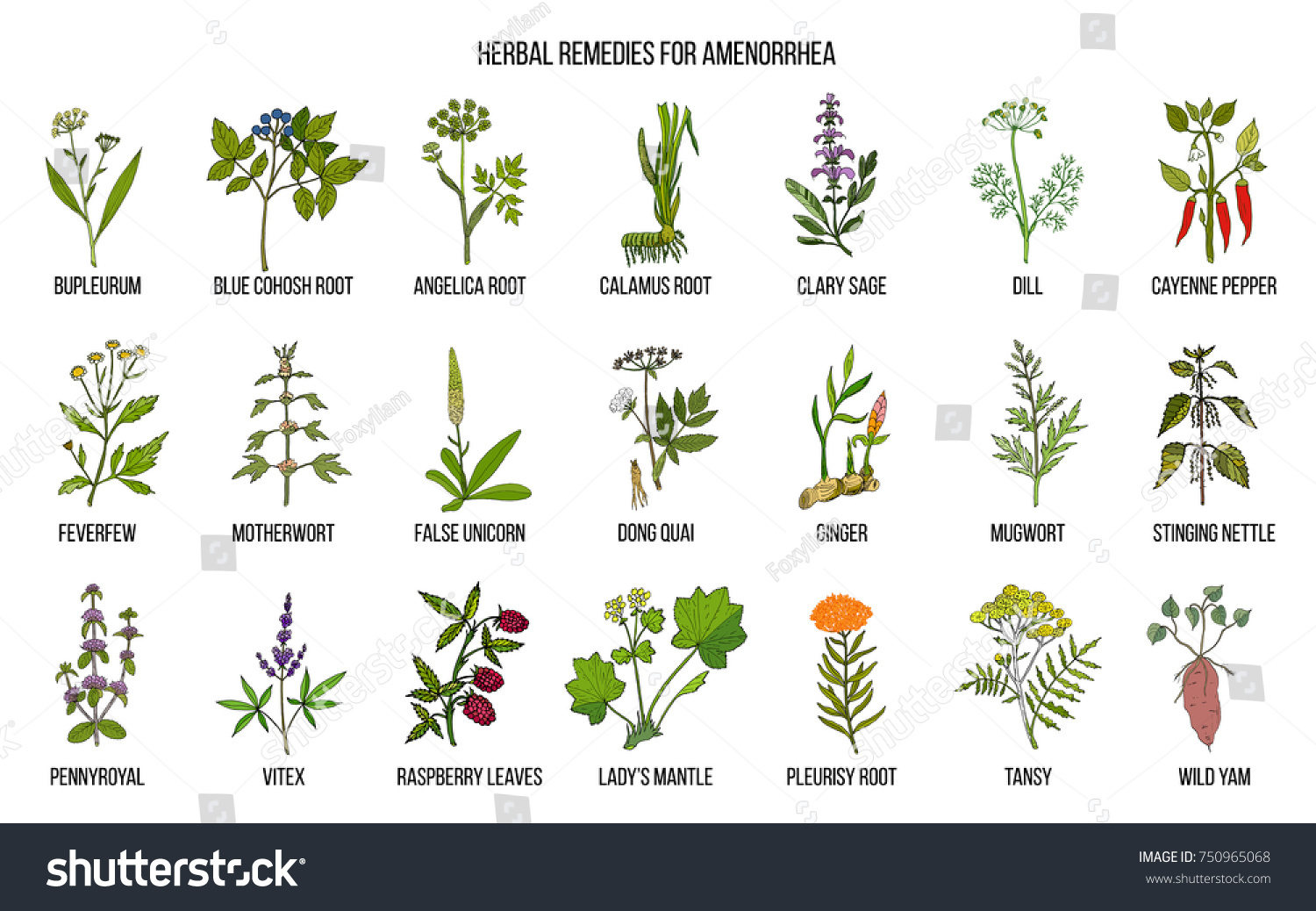 Best Herbal Remedies Treat Amenorrhea Hand Stock Vector (Royalty Free ...