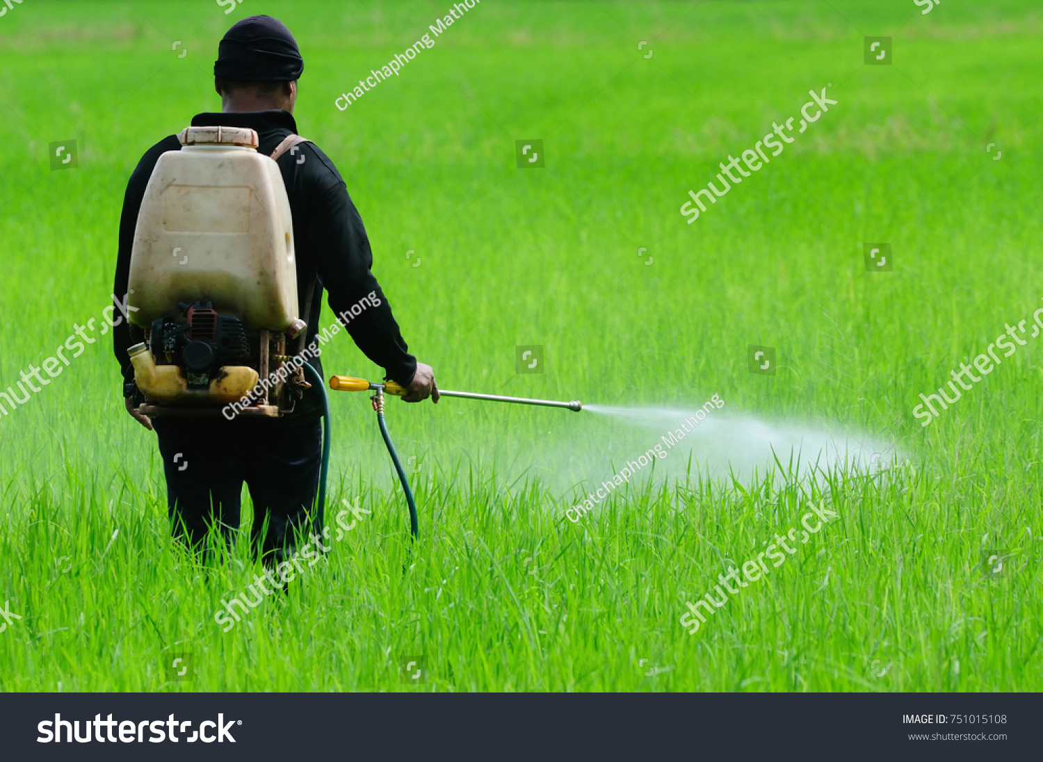 Farmer Spraying Pesticide Rice By Insecticide Stock Photo 751015108 ...