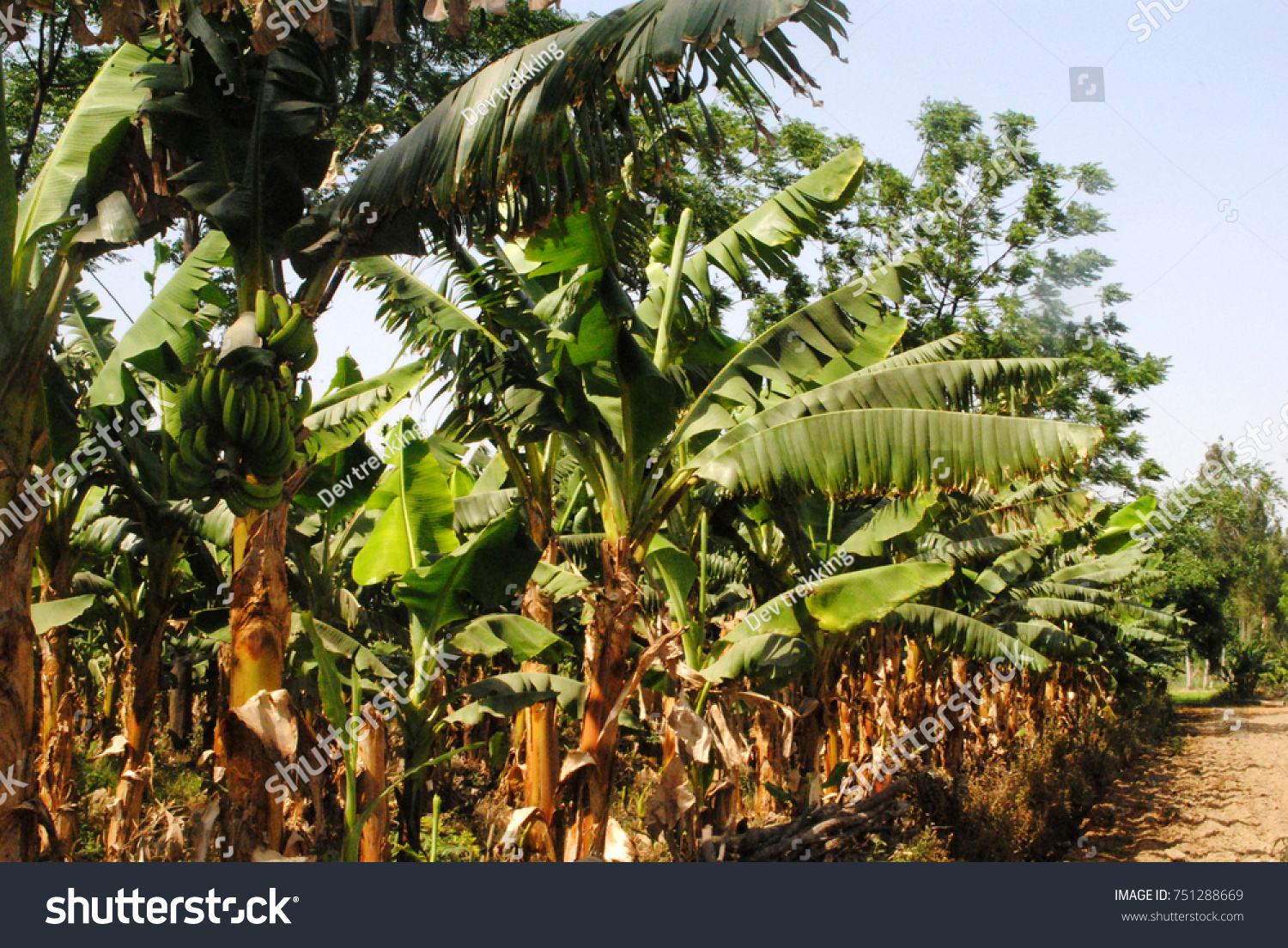 business plan on banana farming