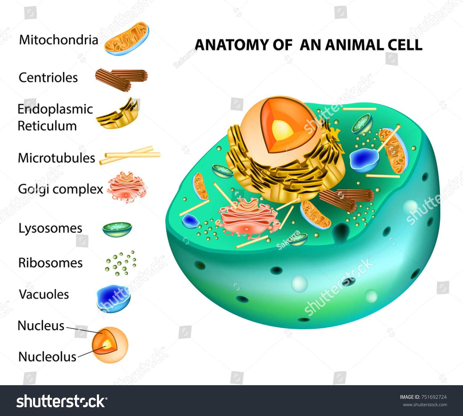 animal-cell-anatomy-animal-cell-structure-stock-vector-royalty-free