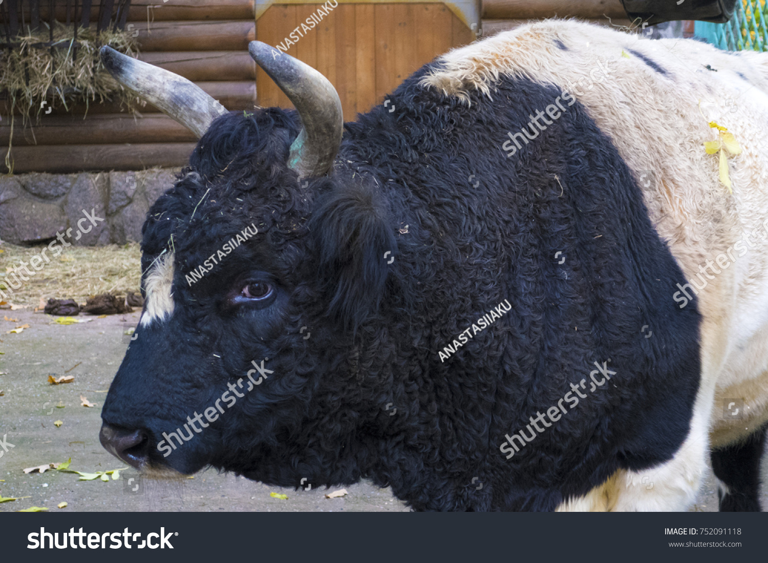 5 Big Handsome Fat Bull Images, Stock