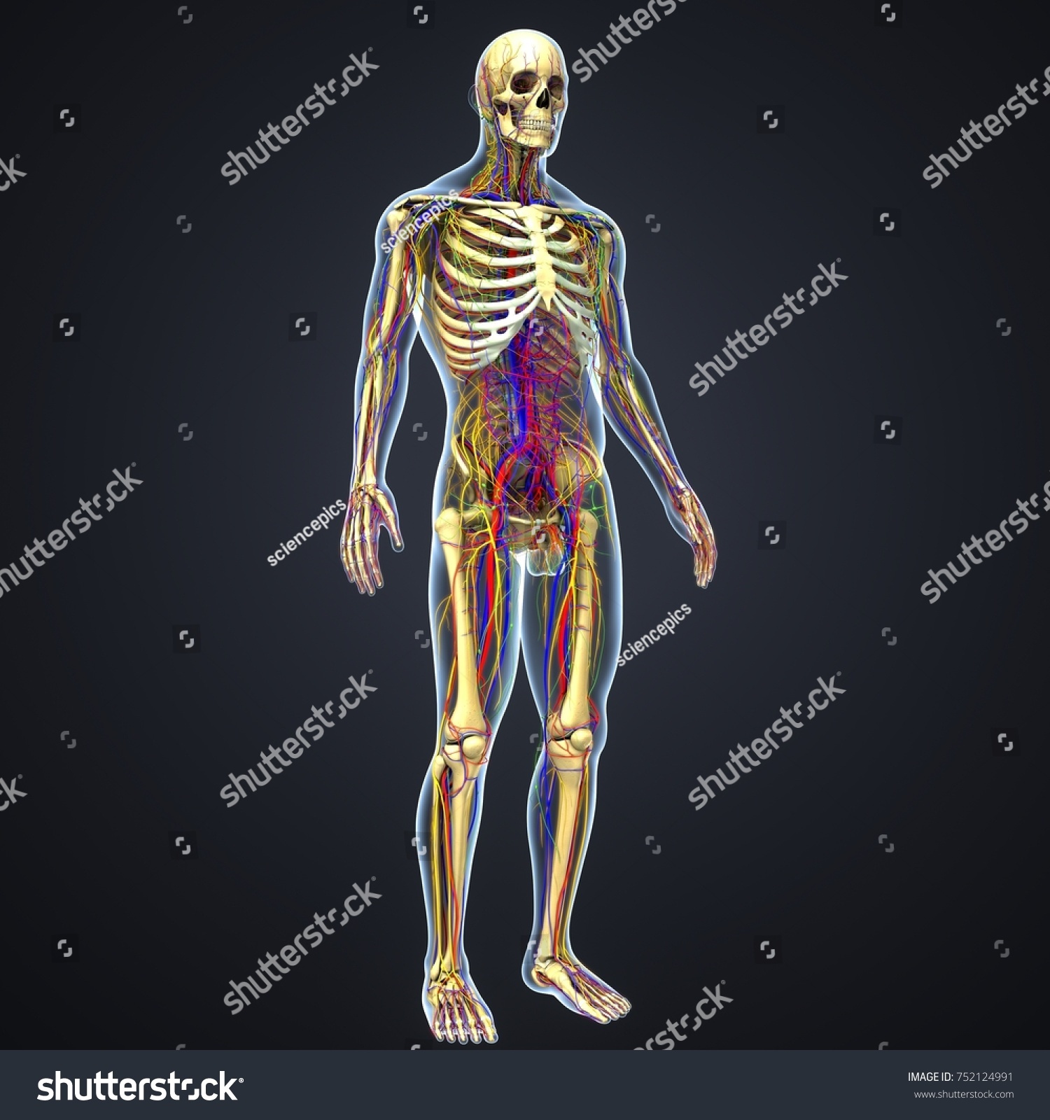 Skeleton Arteries Veins Nerves Lymph Nodes Stock Illustration 752124991 ...