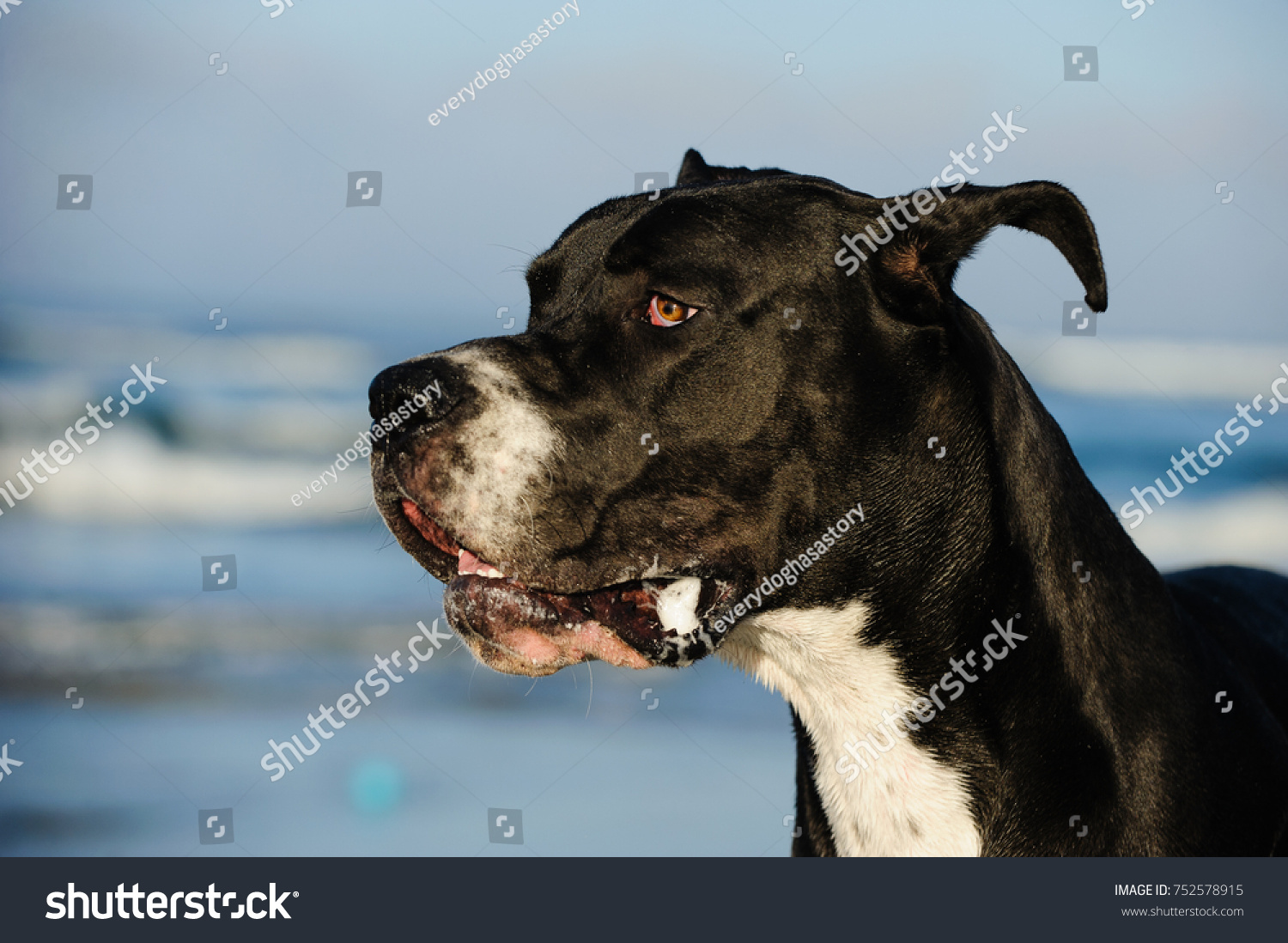 great dane puppy cropped ears