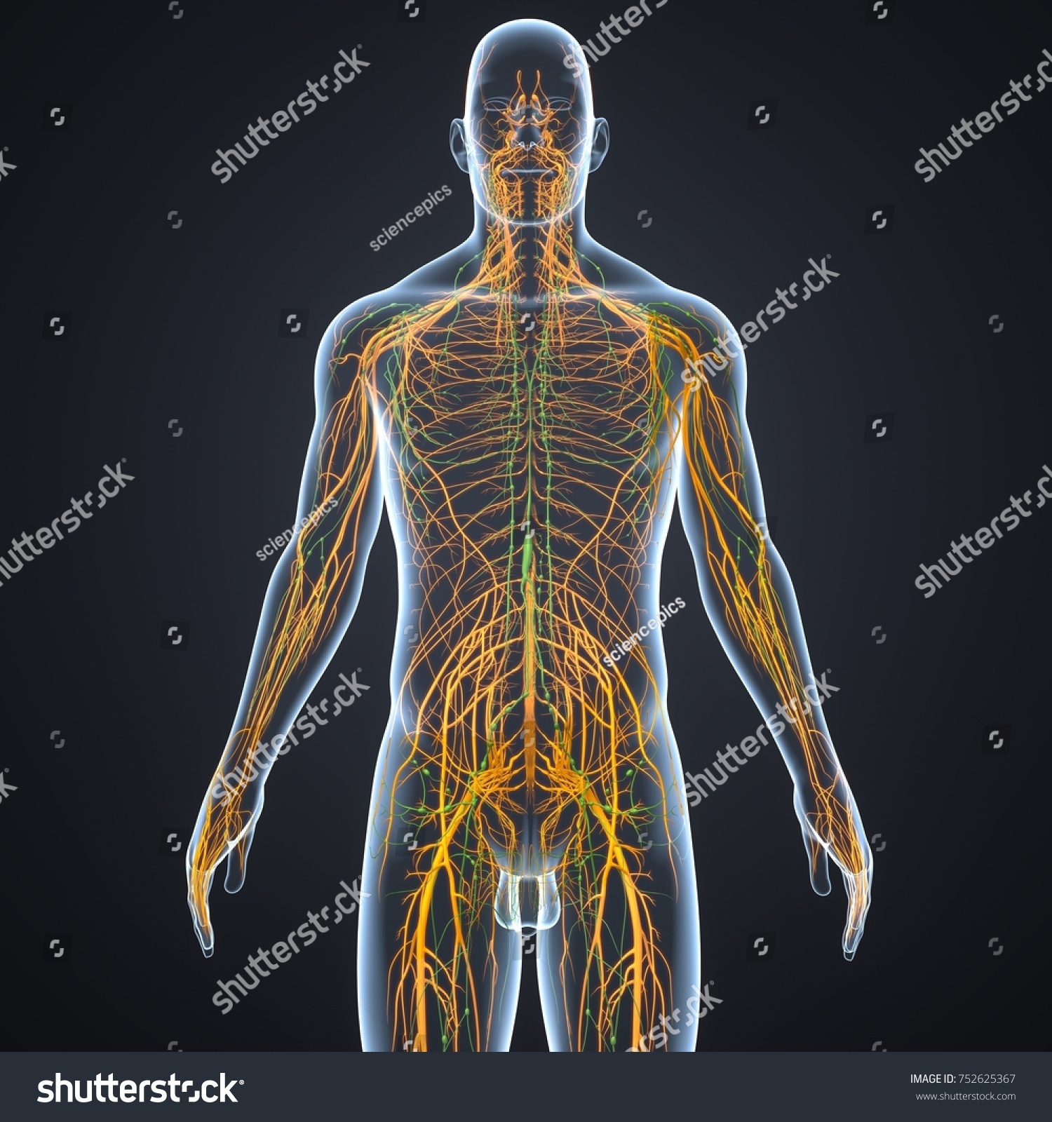 Nervous System Lymph Nodes 3d Illustration Stock Illustration 752625367 Shutterstock