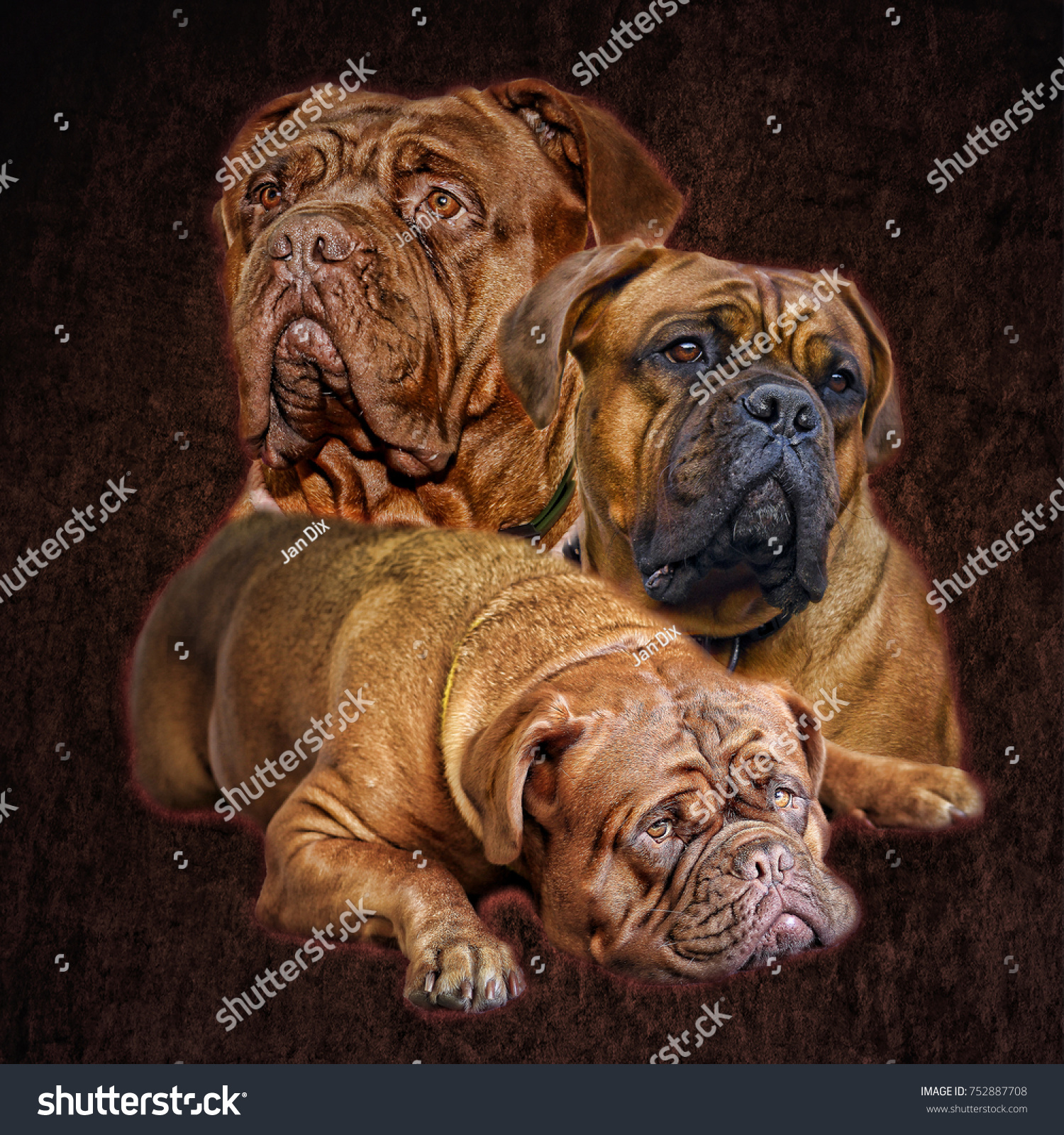 how big do female french mastiffs get