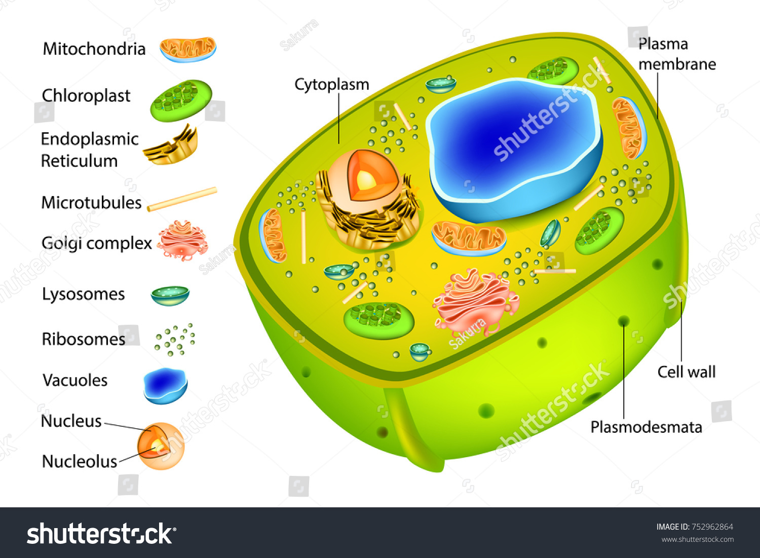 plant-cell-diagram-vector-illustration-structure-752962864