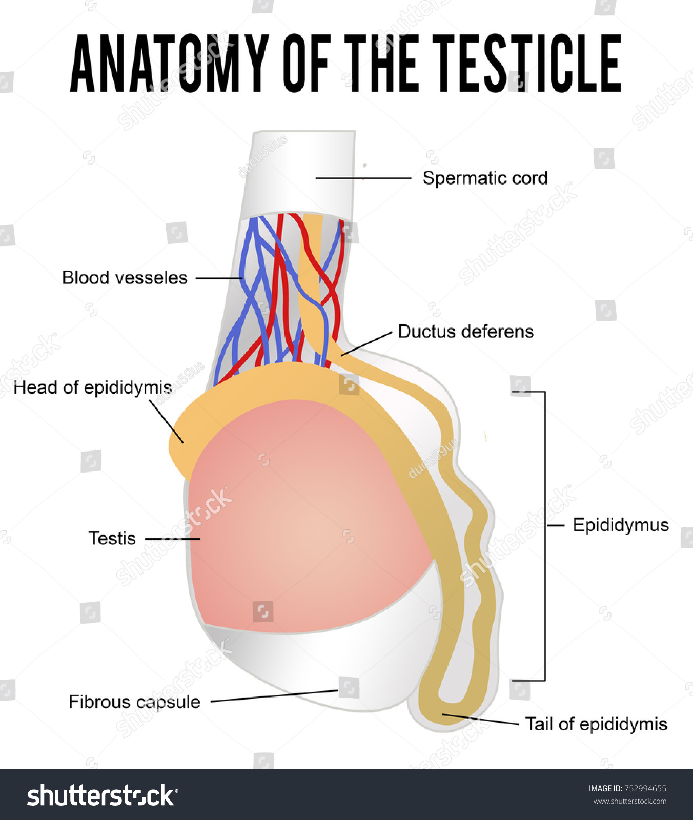 Anatomy Testicle Vector Illustration Basic Medical Vector Có Sẵn Miễn Phí Bản Quyền 752994655