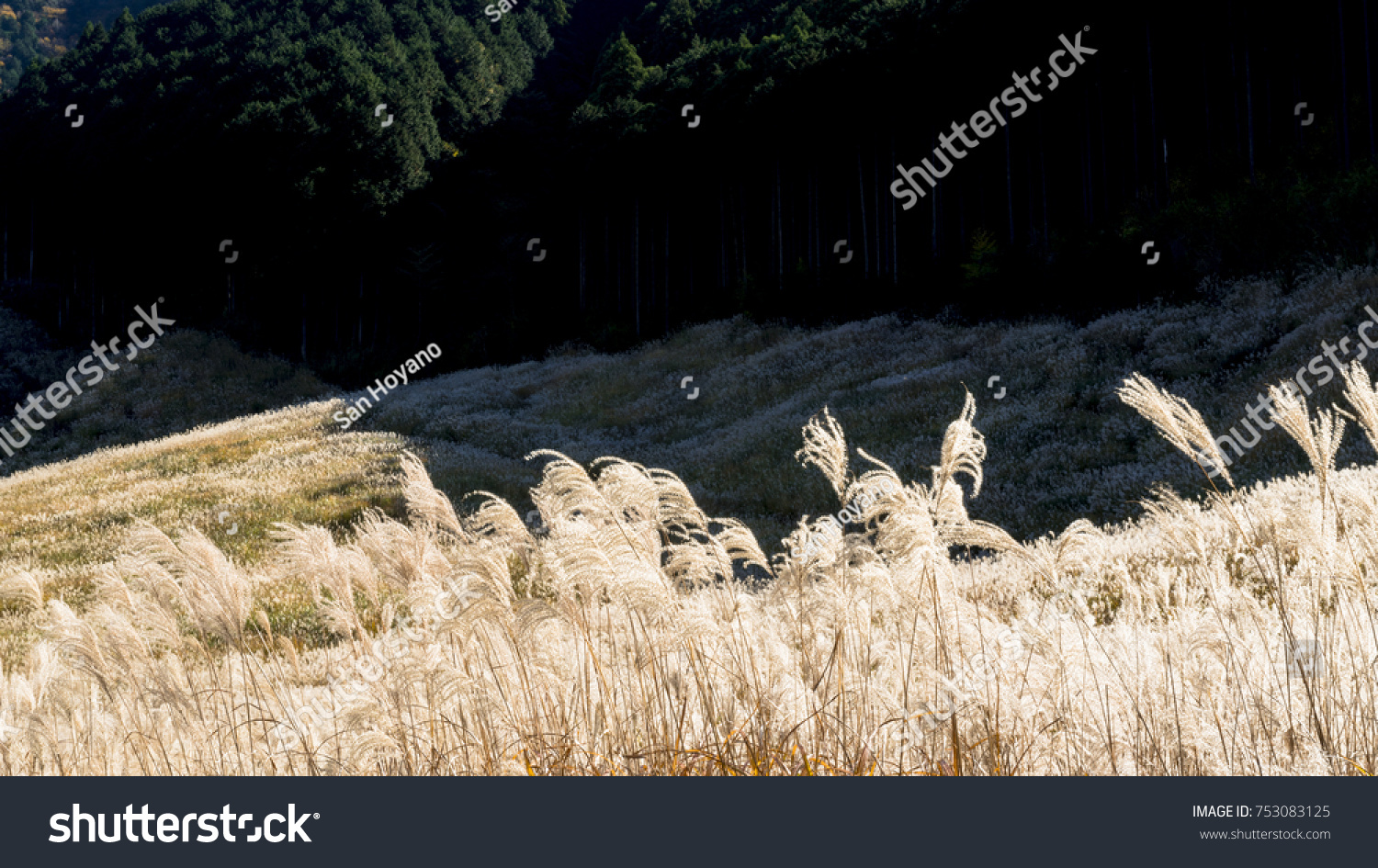 Japanese Pampas Grass Hakone Erea Stock Photo 753083125 | Shutterstock