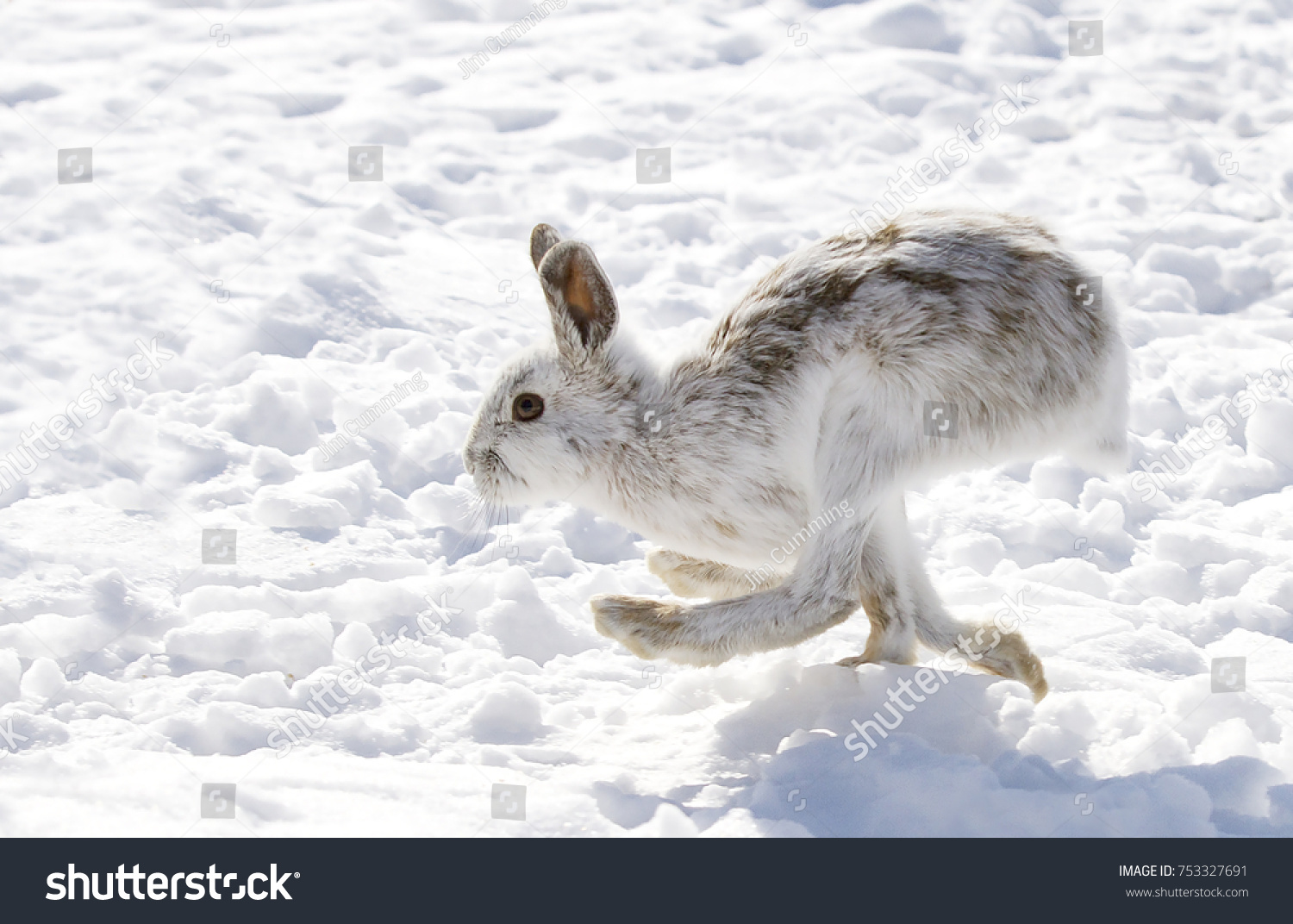 Кролик бежит зимний