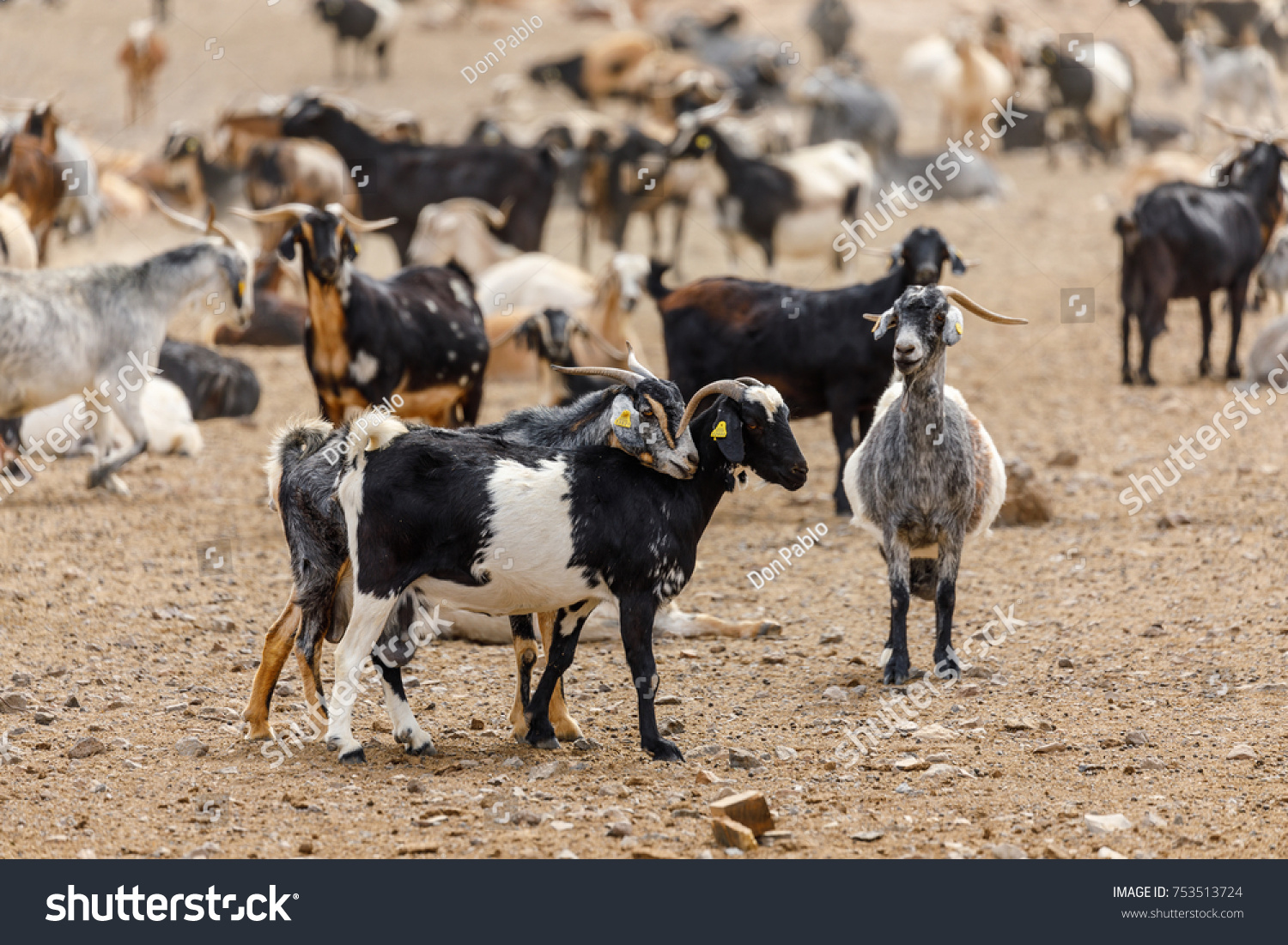 Goat Flock Naked Mountains Stock Photo Shutterstock