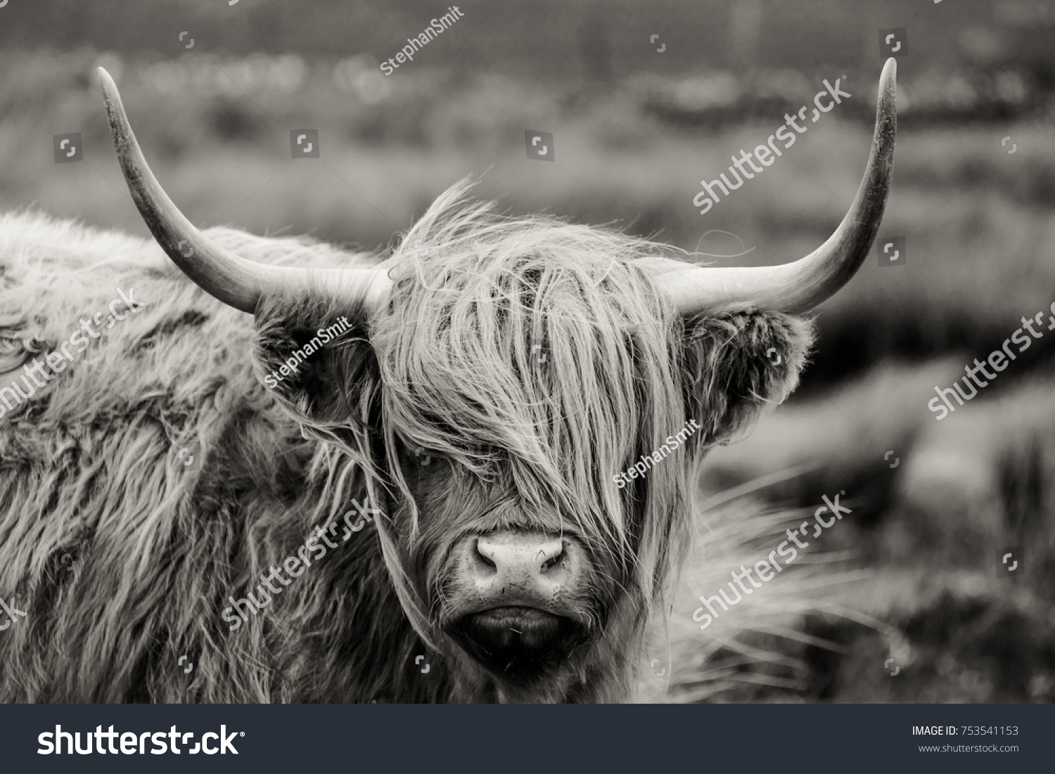 1,783 Black white highland cow Stock Photos, Images & Photography ...