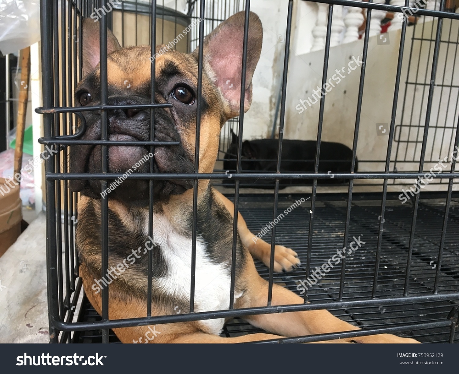 dog cage for french bulldog