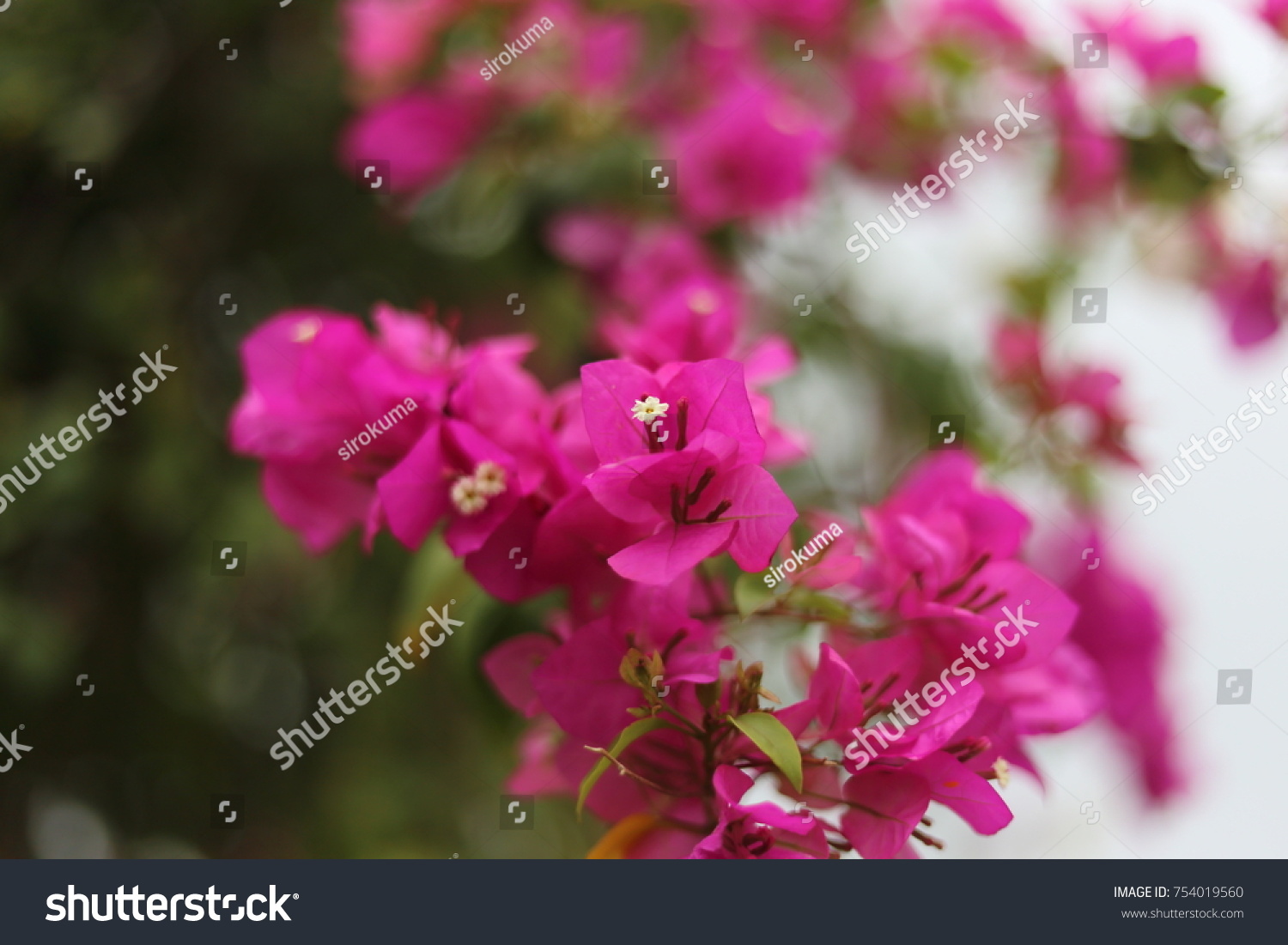 Bougainvillea Vietnam Stock Photo 754019560 | Shutterstock