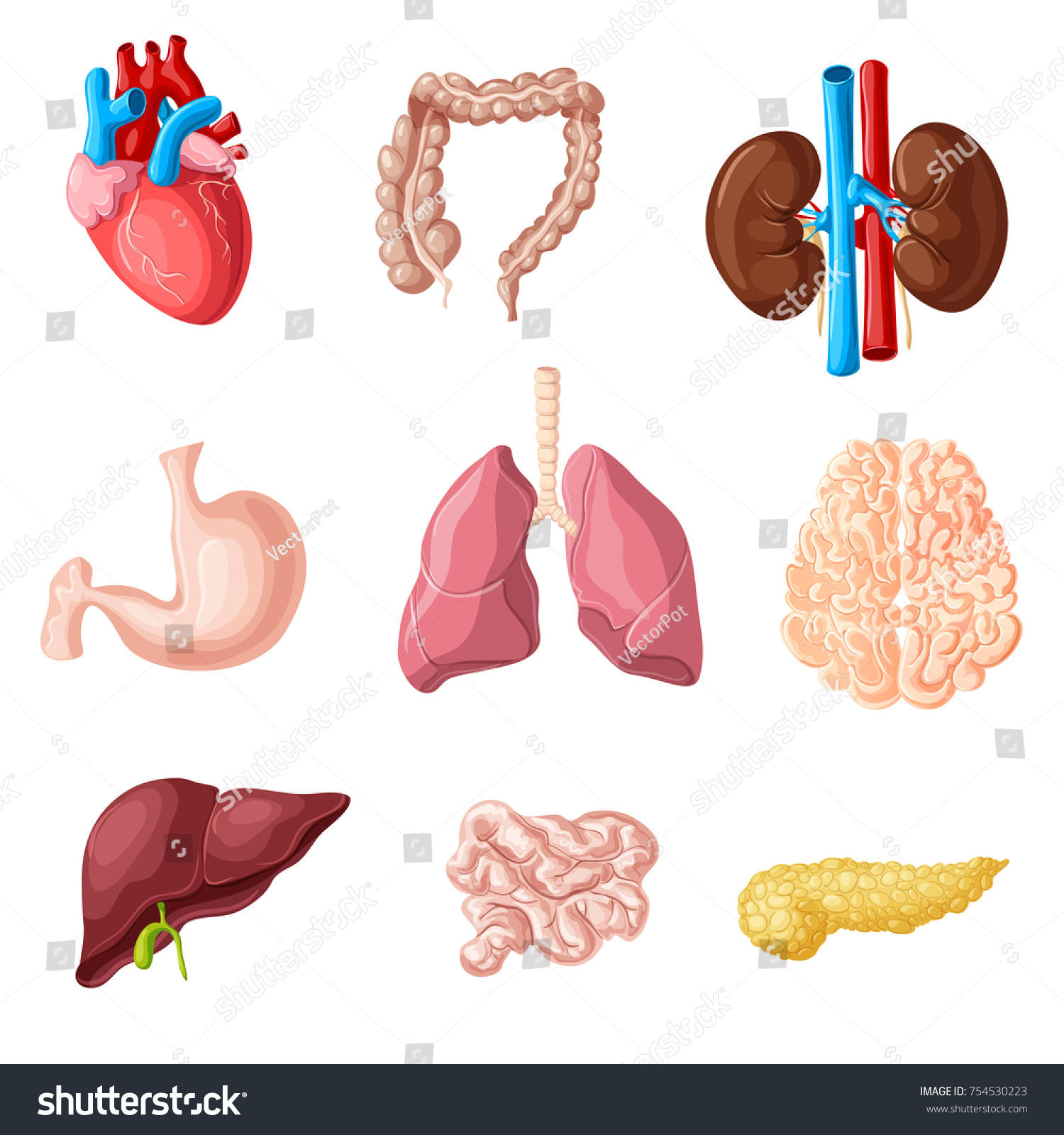 Vektor Stok Kartun Organ Internal Manusia Diatur Dengan (Tanpa Royalti ...