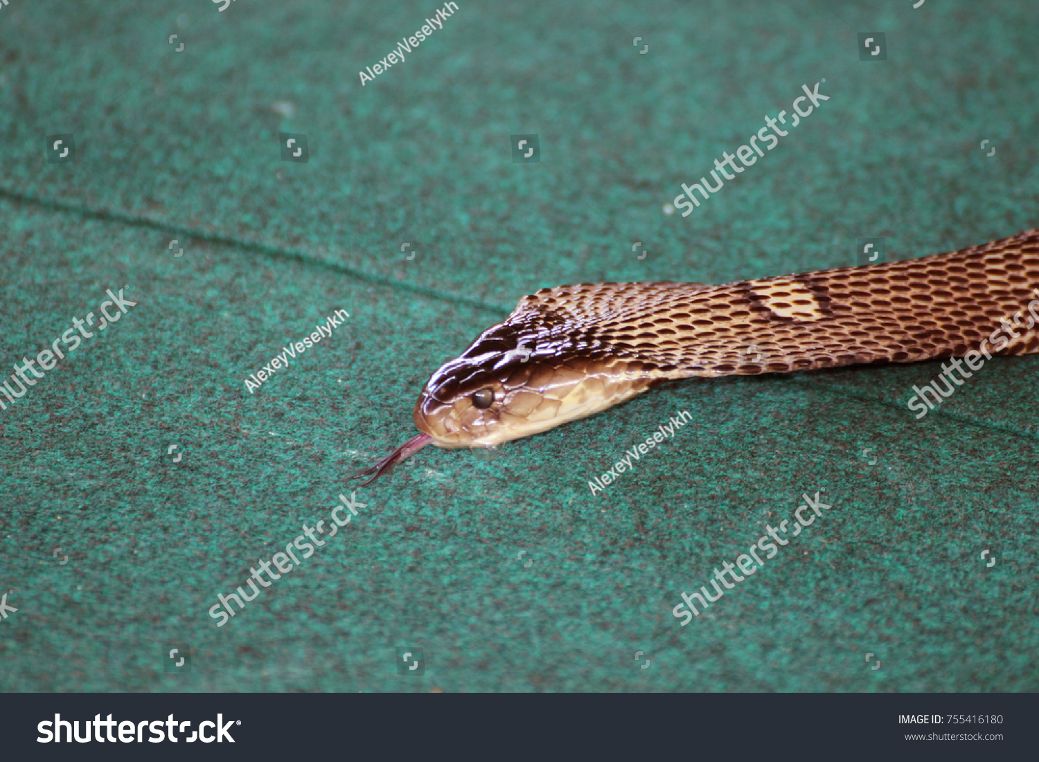 Head King Cobra Tongue Hanging Out Stock Photo 755416180 | Shutterstock