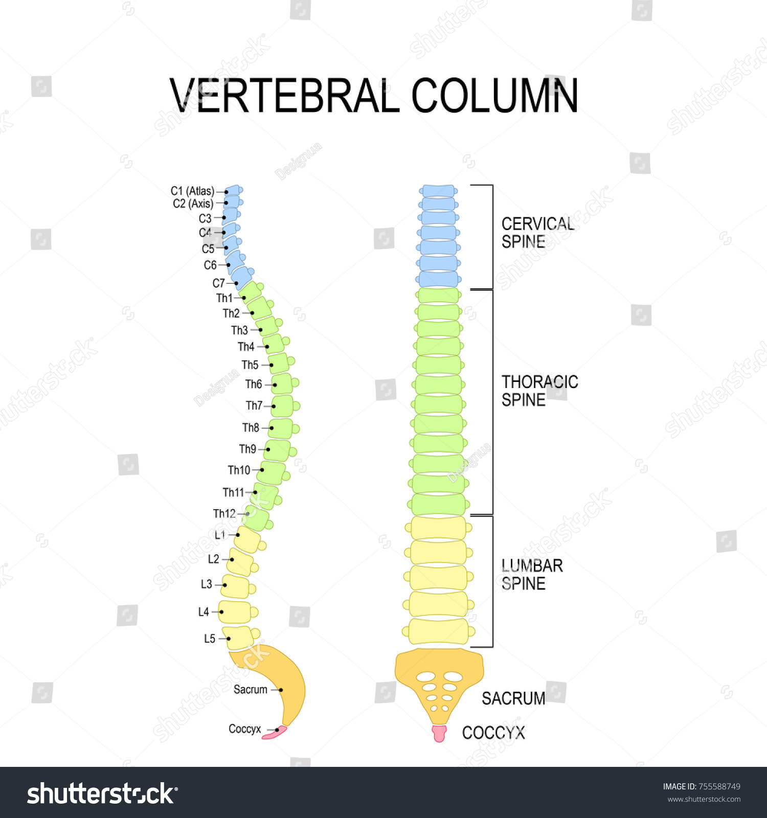 7 Skeletal Back With Numbers Images, Stock Photos & Vectors | Shutterstock