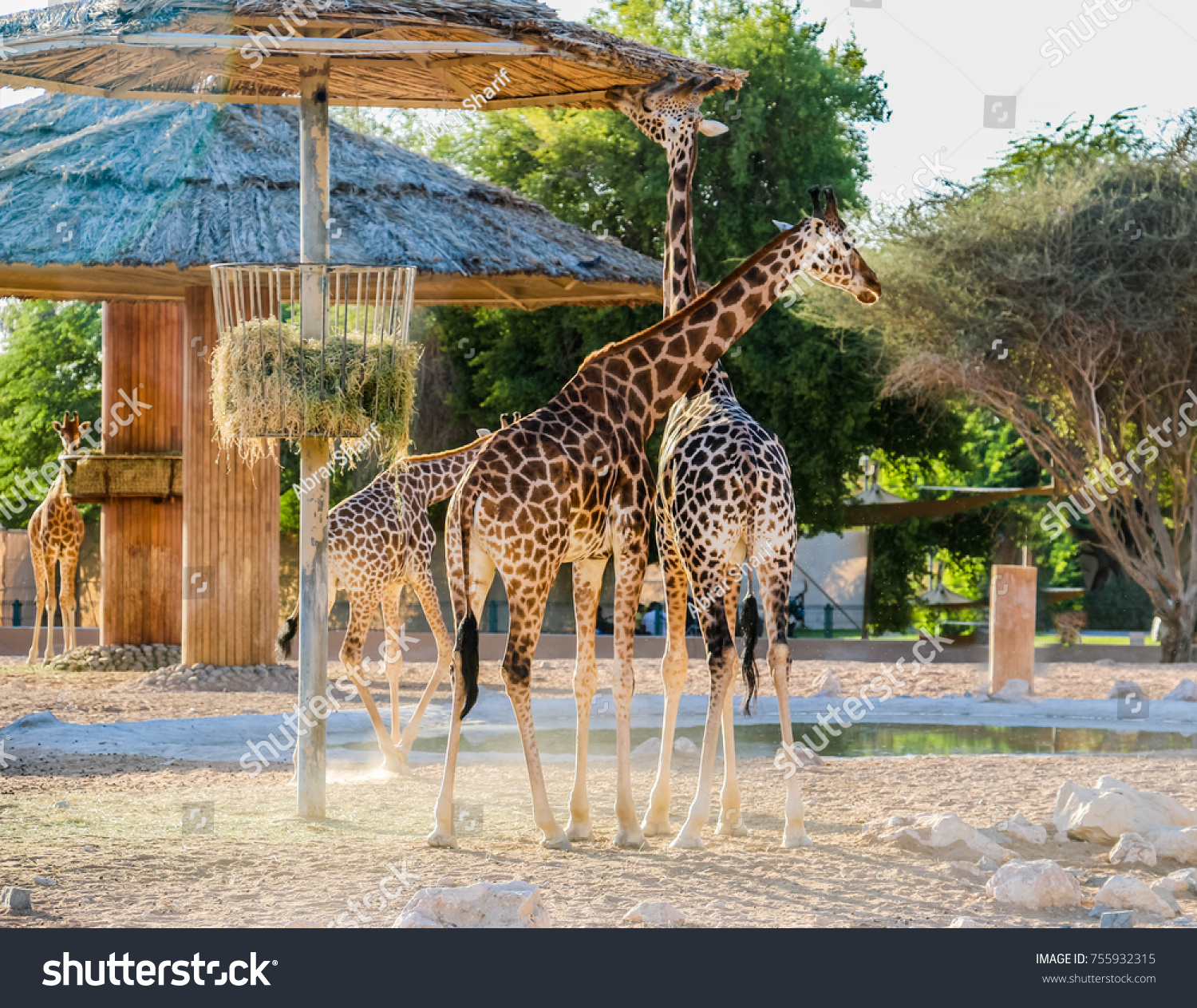 Al ain zoo